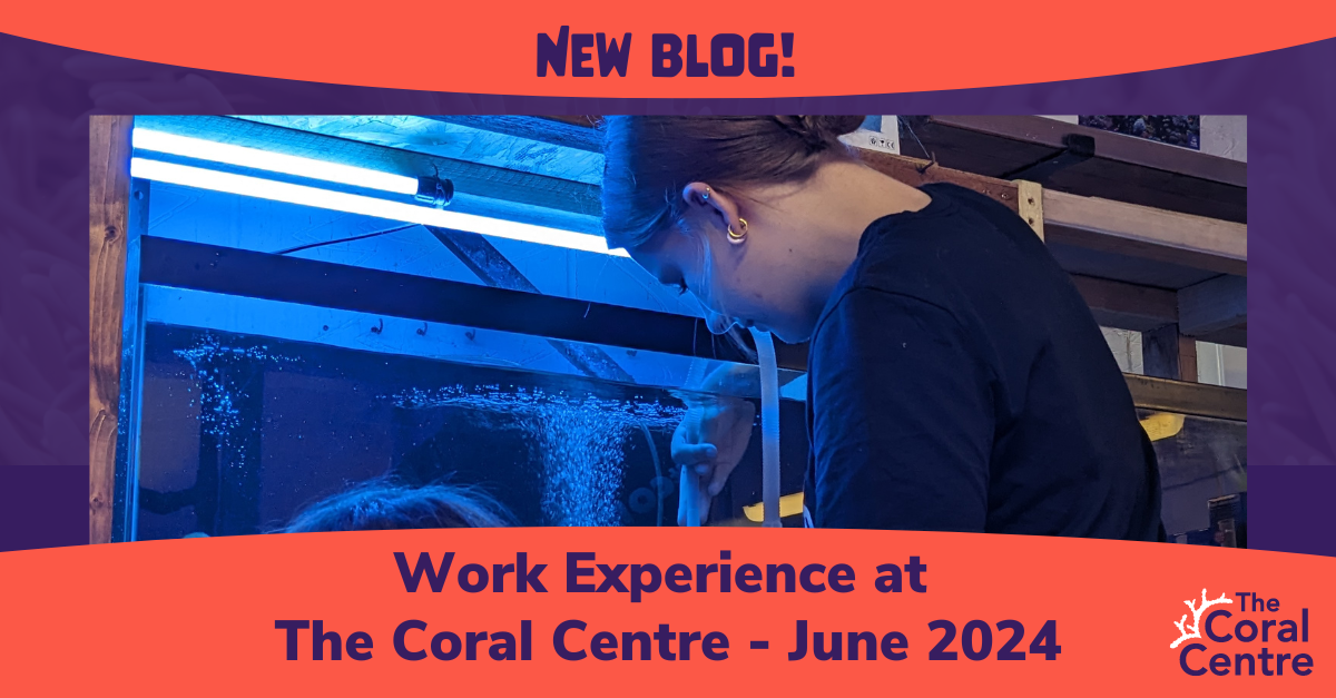 Work Experience At The Coral Centre - June 2024