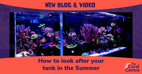 How to look after your tank in the Summer