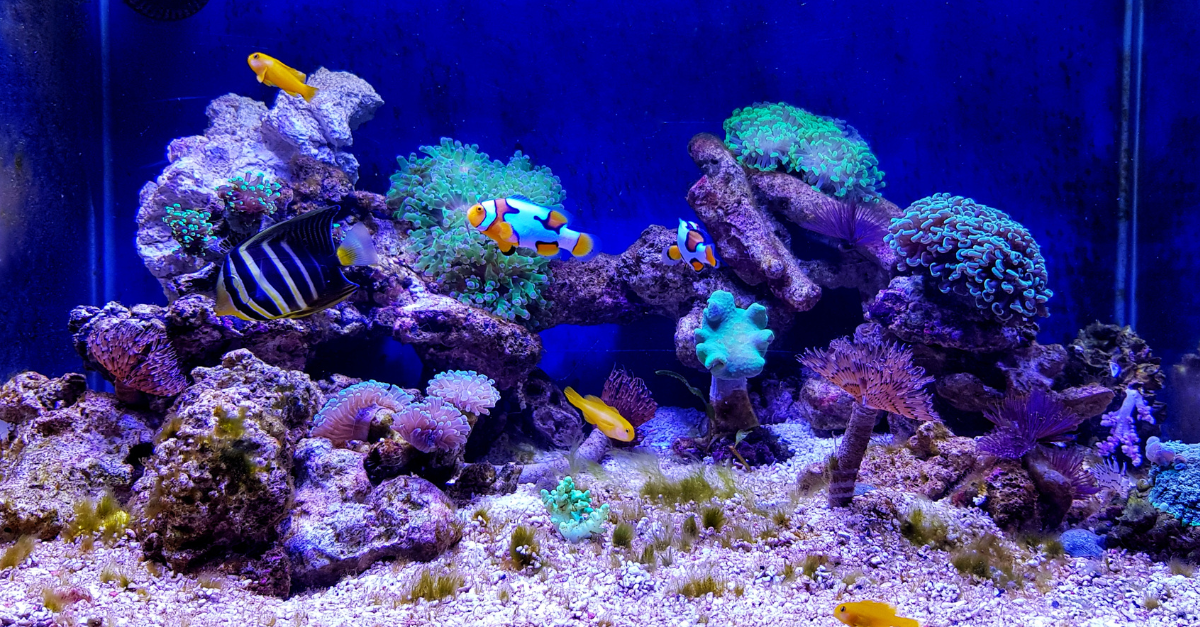 Top Products for Beginners: Setting Up Your First Reef Aquarium