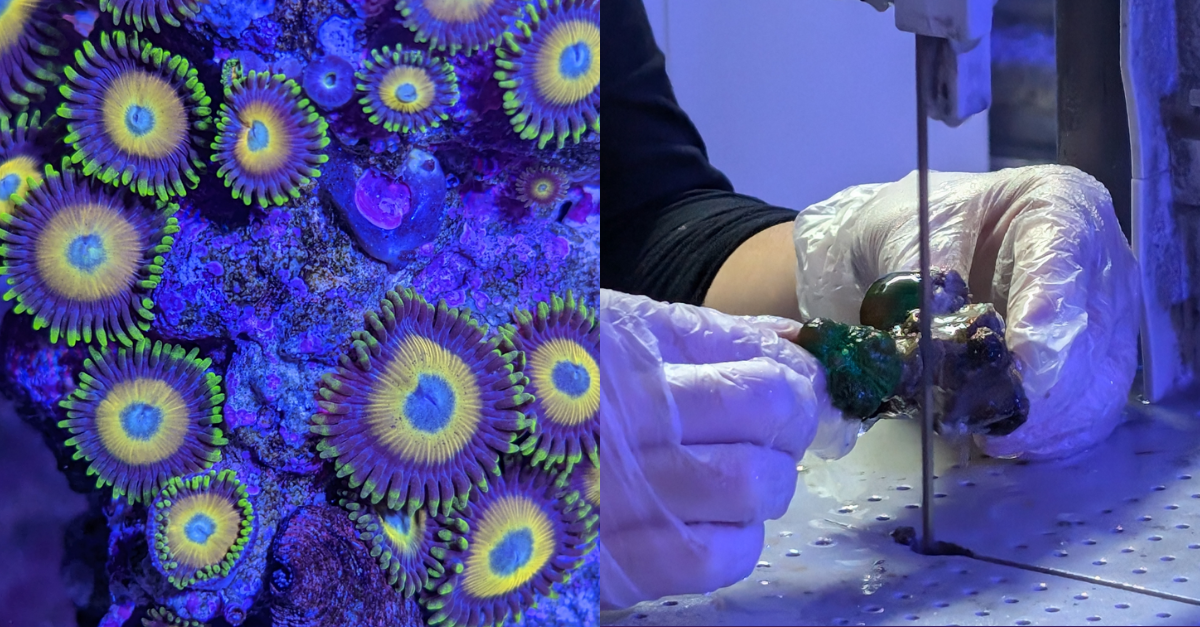 Reff Keeping Protecting the ocean with sustainable reef-keeping – thecoralcentre
