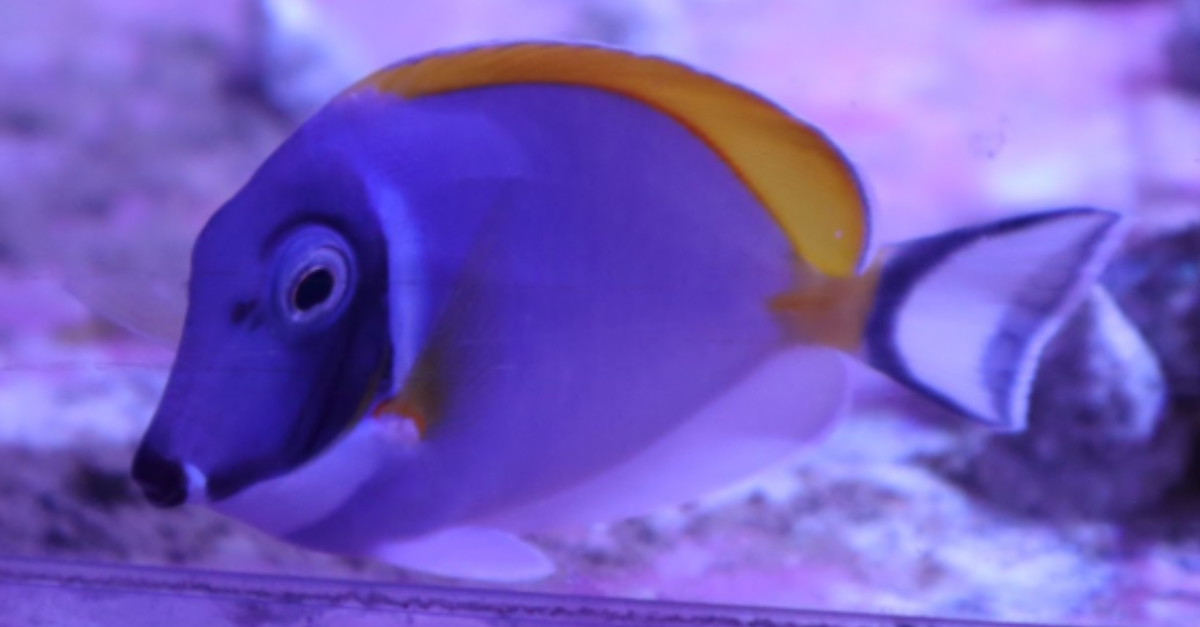 Looking after your reef tank as temperatures rise: summer care tips