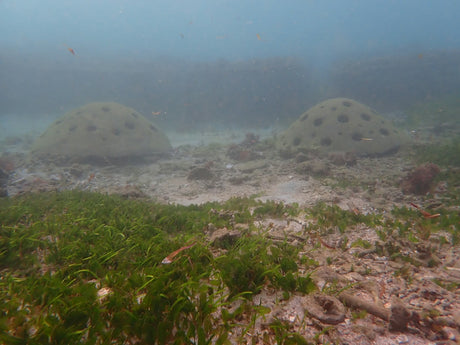 From Coral HQ to the Ocean - The First CoralPod Deployment