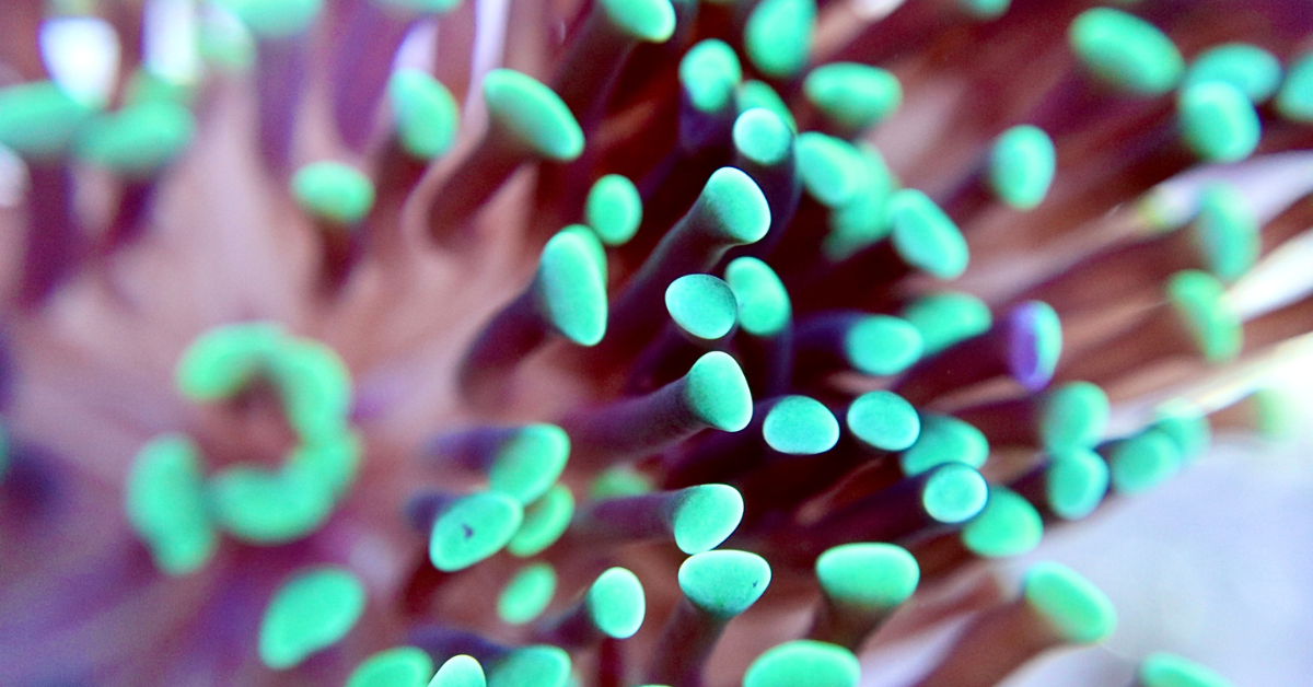 Earth Month - A Focus On Corals & The Threats They’re Facing