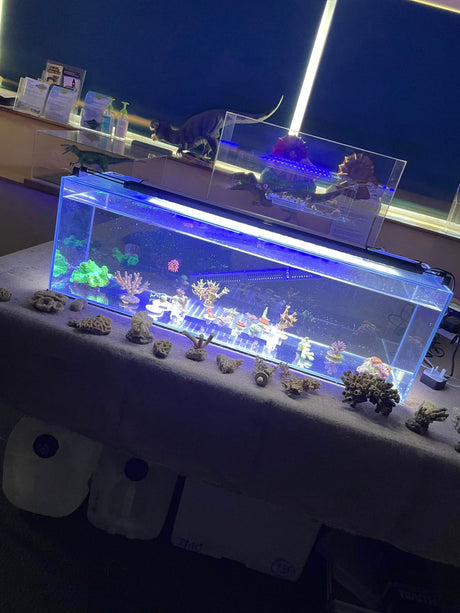 Teaching The Next Generation About Corals & Marine Life!