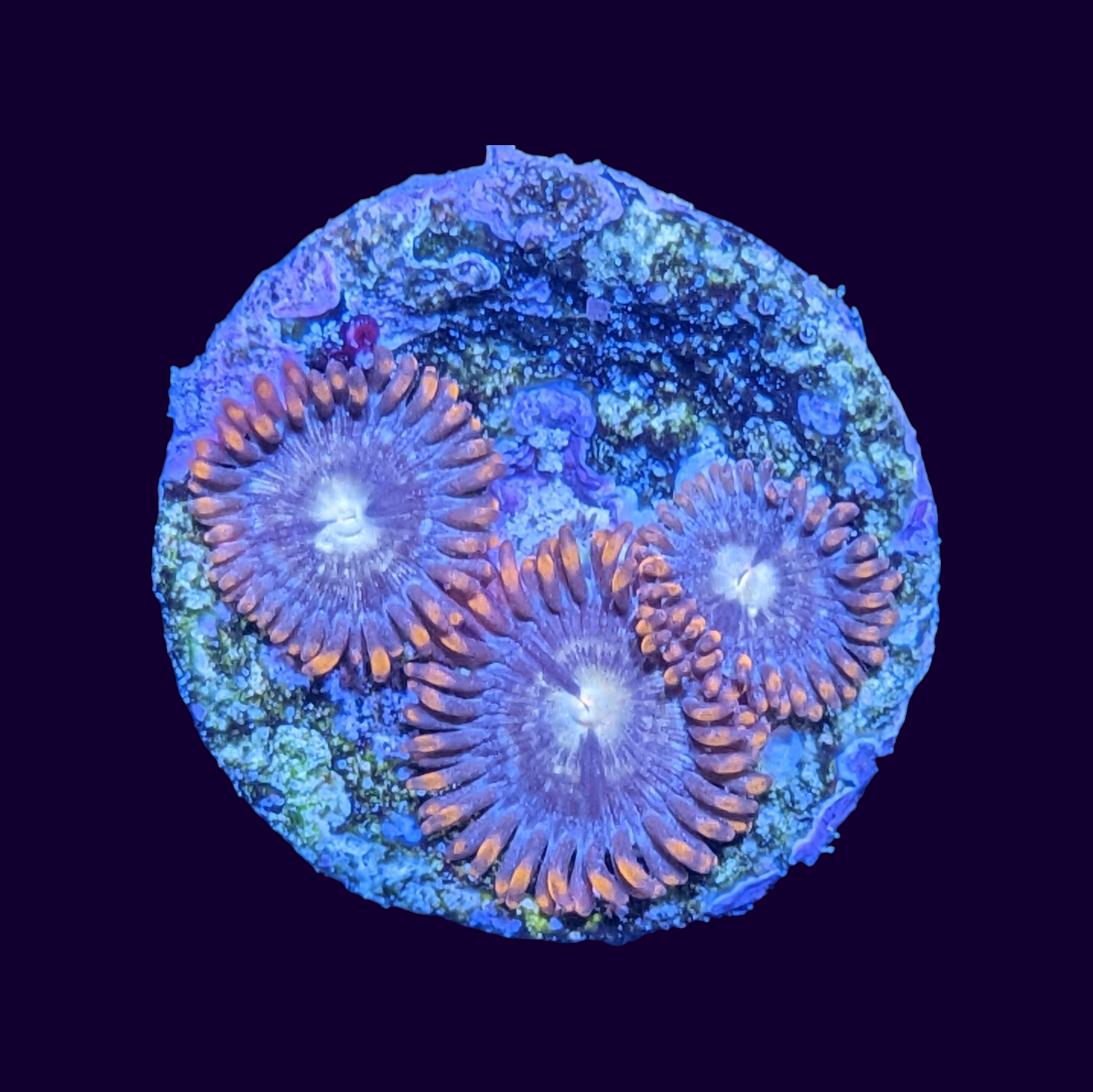 Chocolate Orange Zoa frag