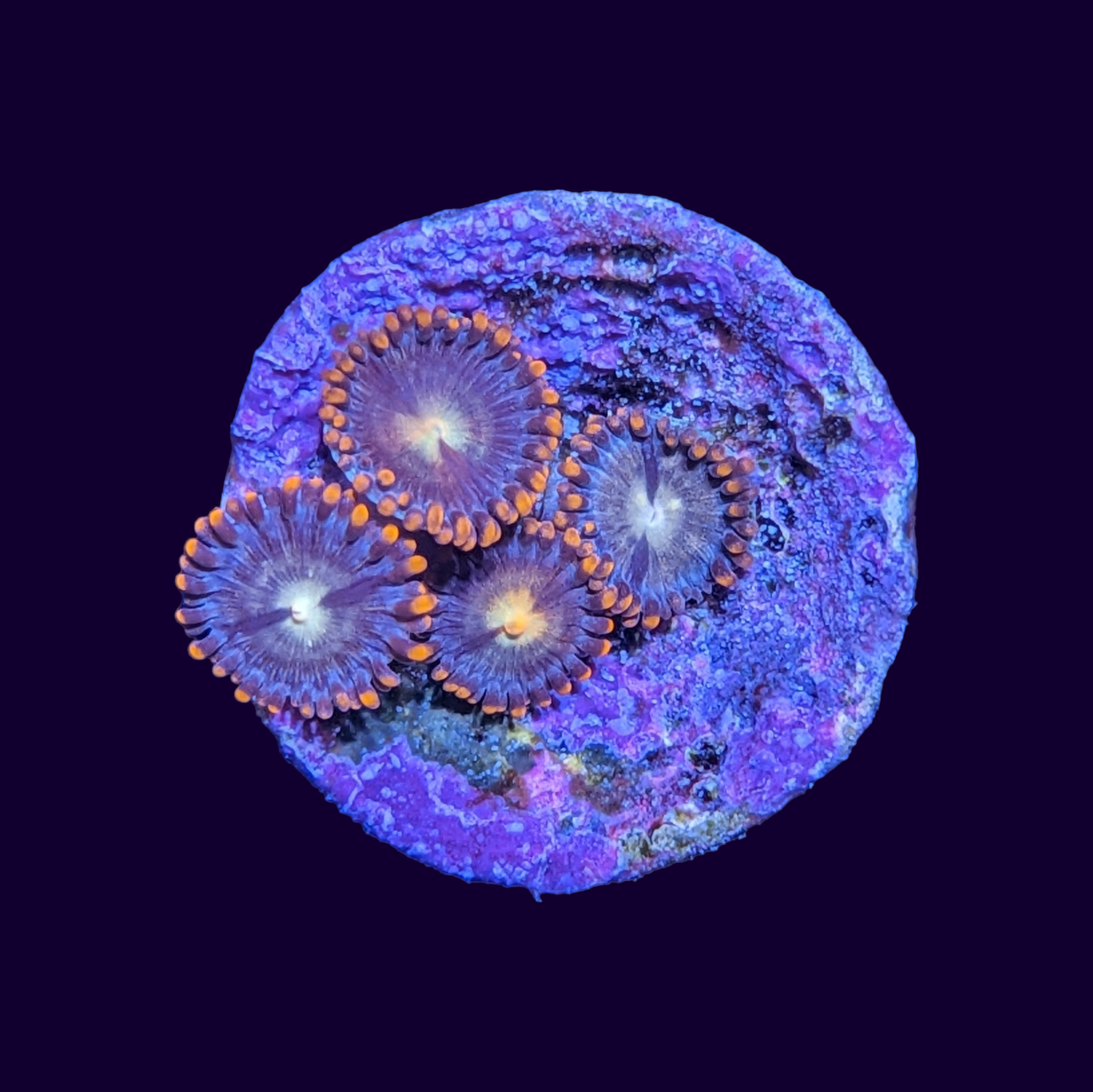 Fire and Ice Zoas