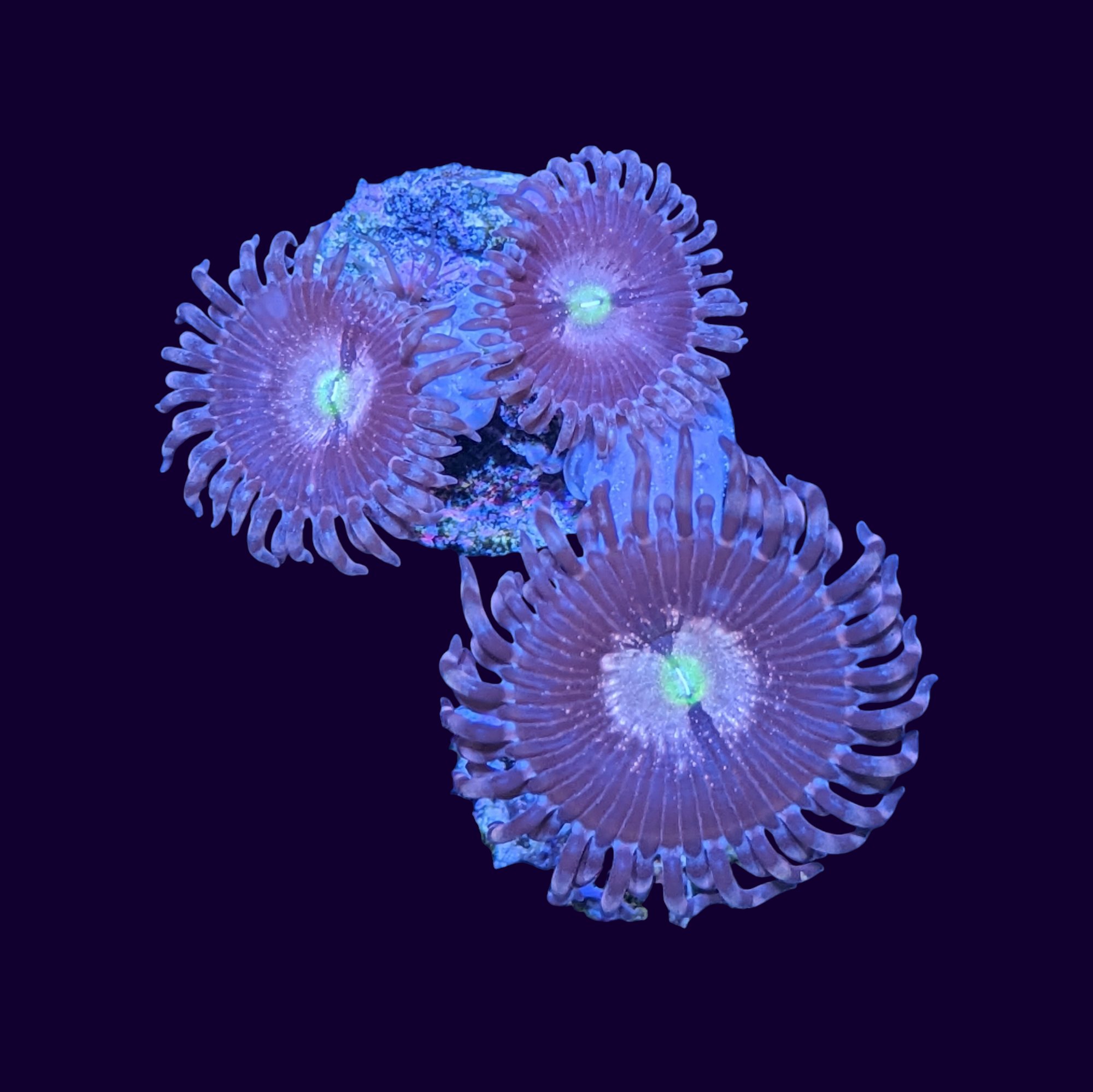 Purple Bee Zoa frag