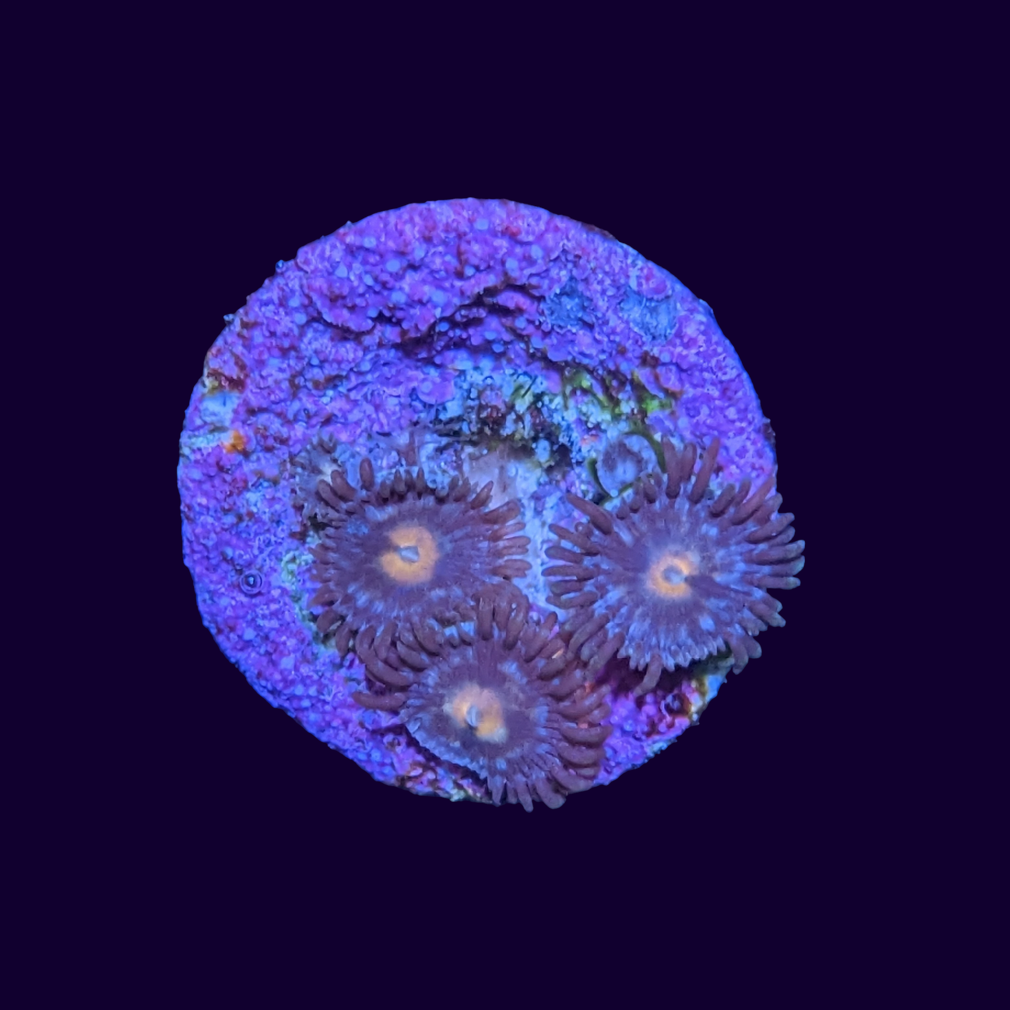 Zoa Frag