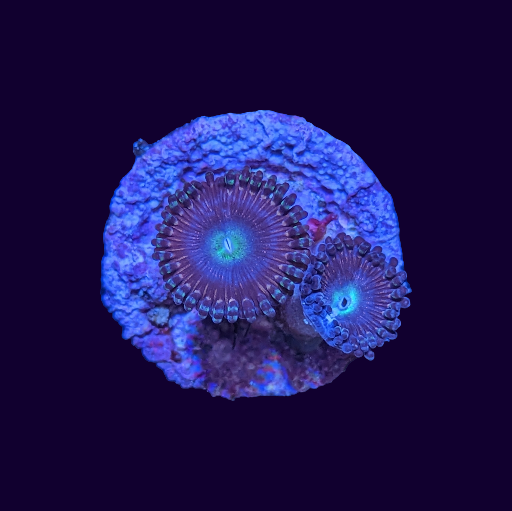 Victoria Secret Zoa Frag