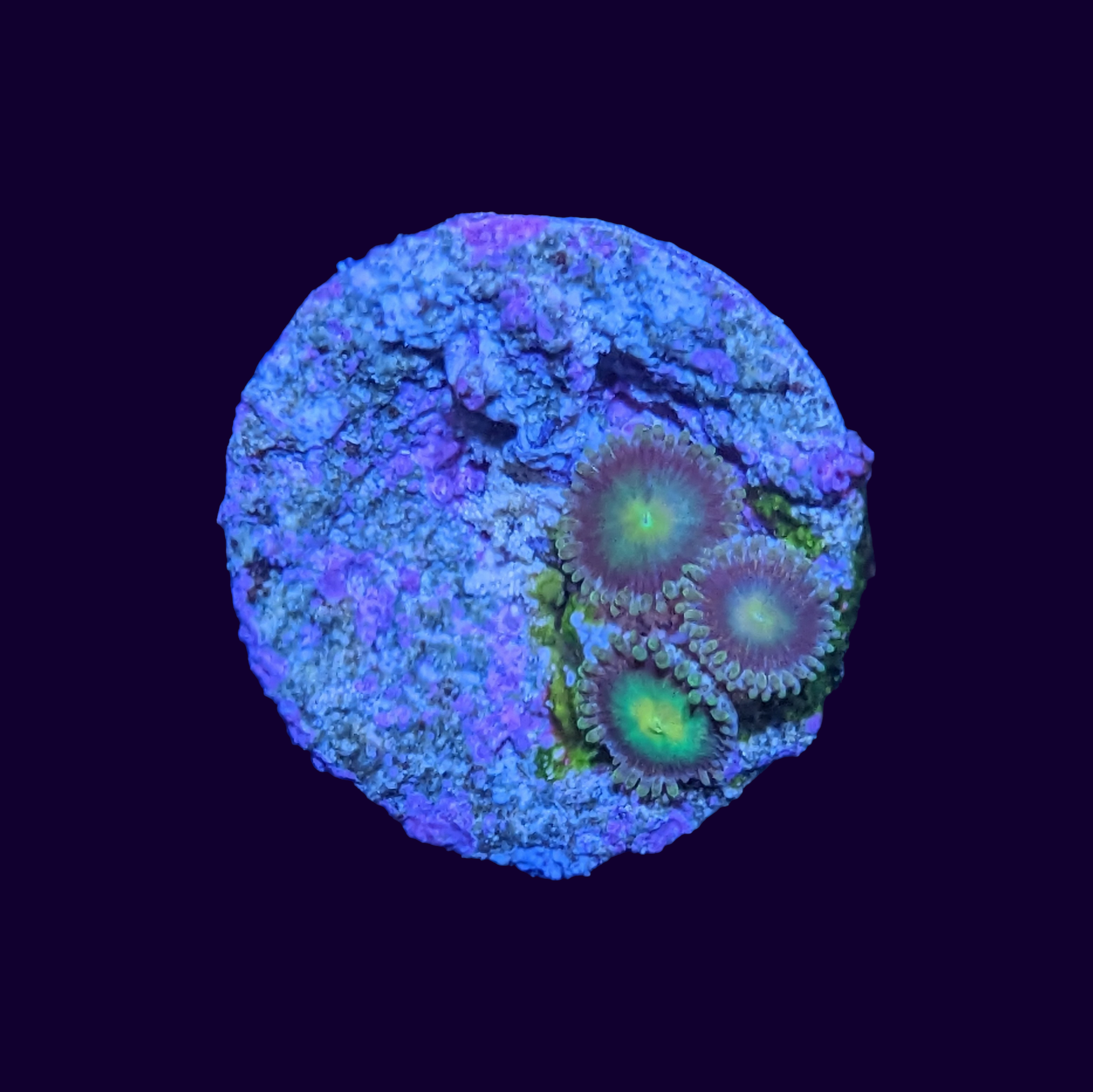 Zoa Frag