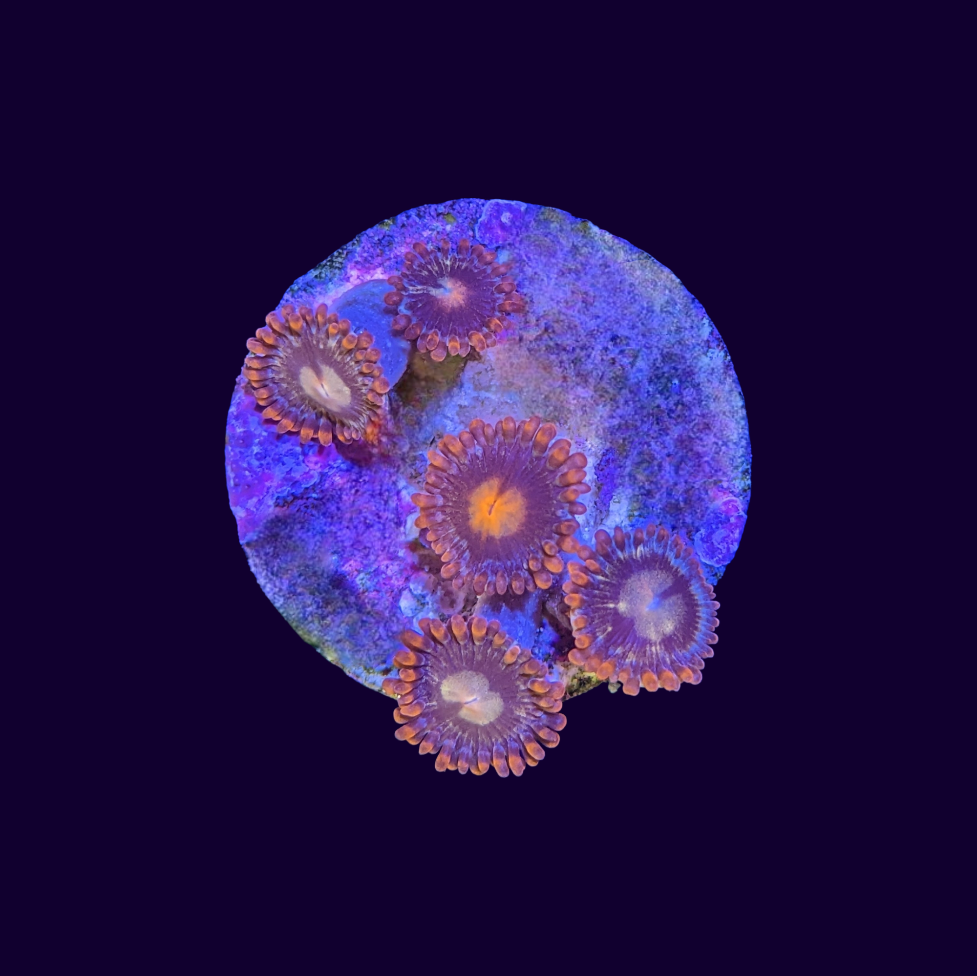 Zoa Frag