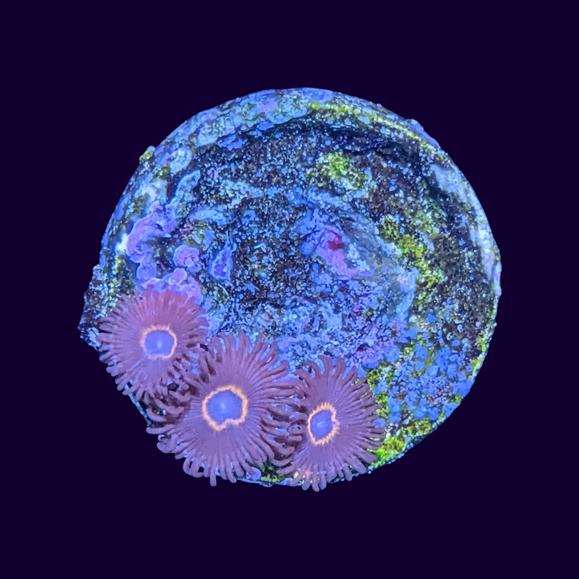 Bullseye zoa frag