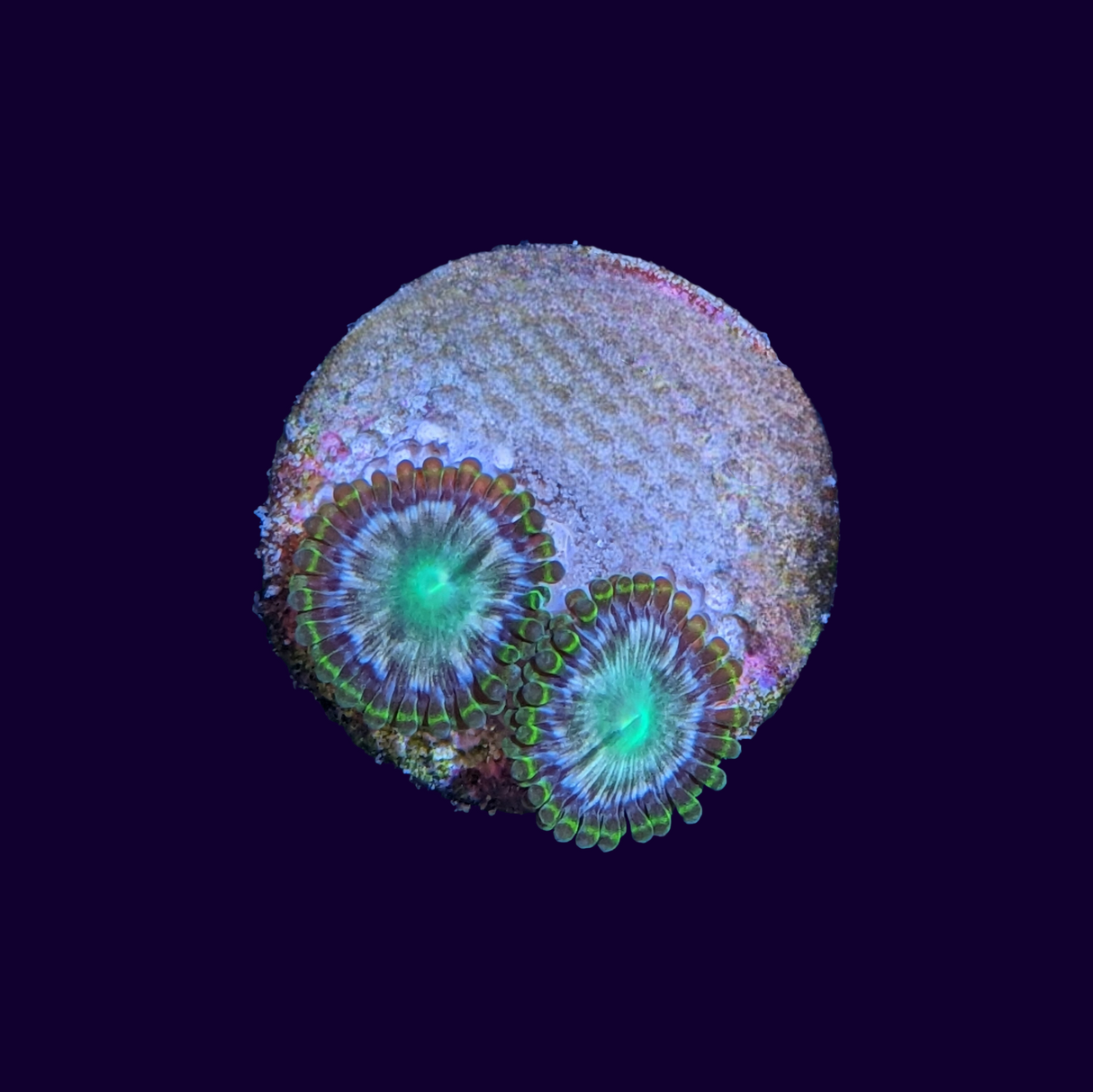 Hawaiian Punch Zoa Frag