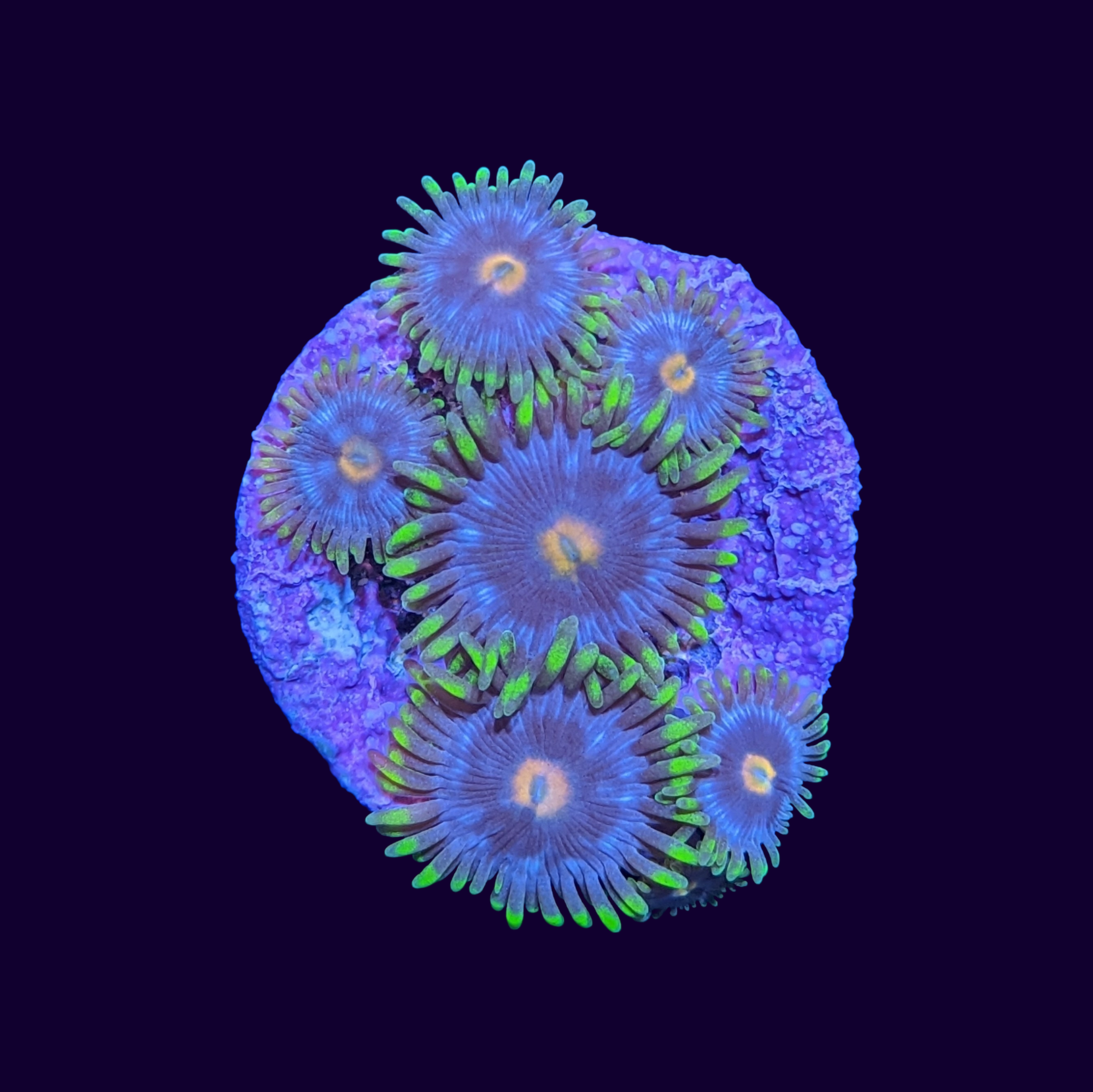 Purple Blowpops Zoa Frag