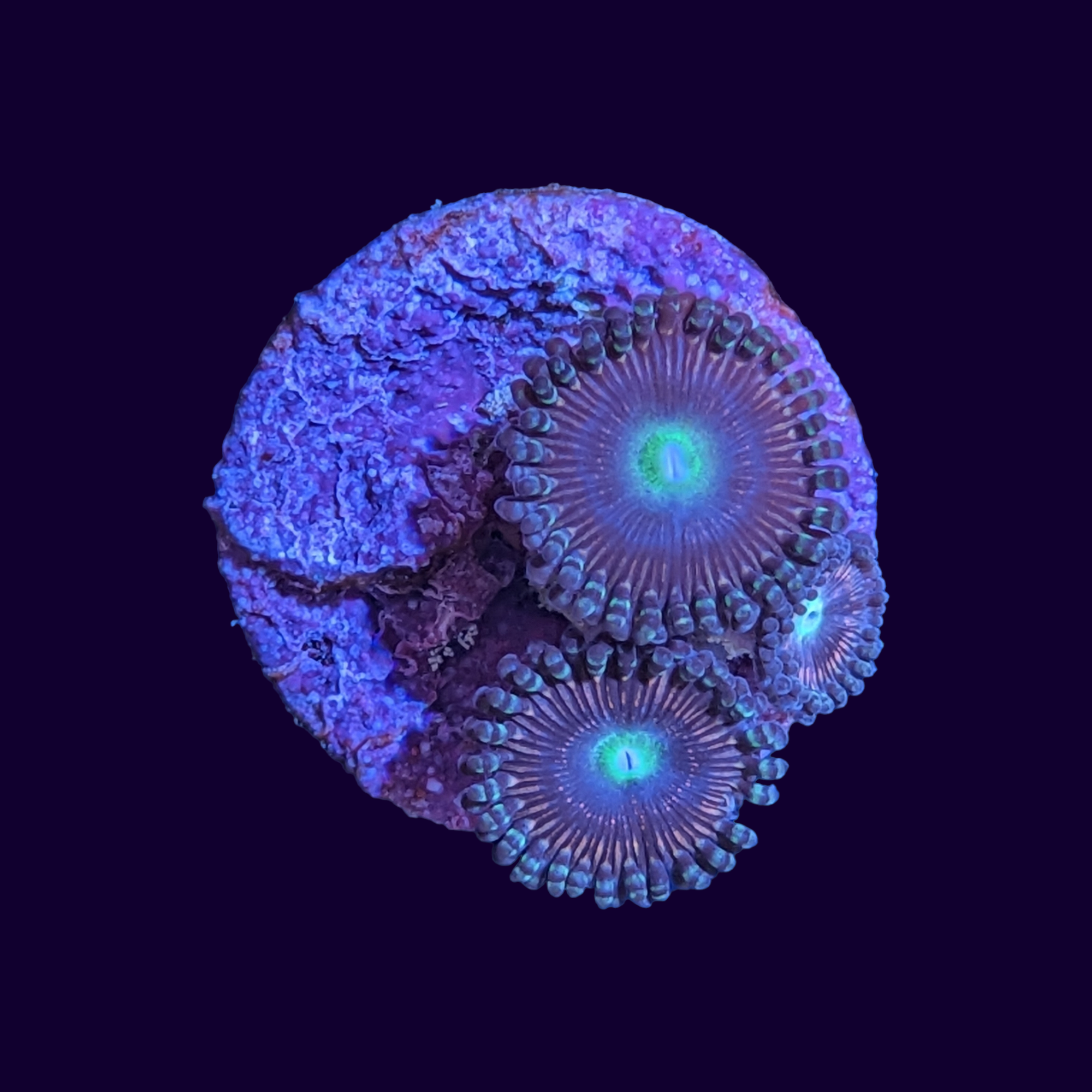 Victoria Secret Zoa Frag