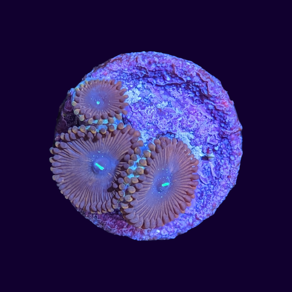 Red People Eater Zoa Frag