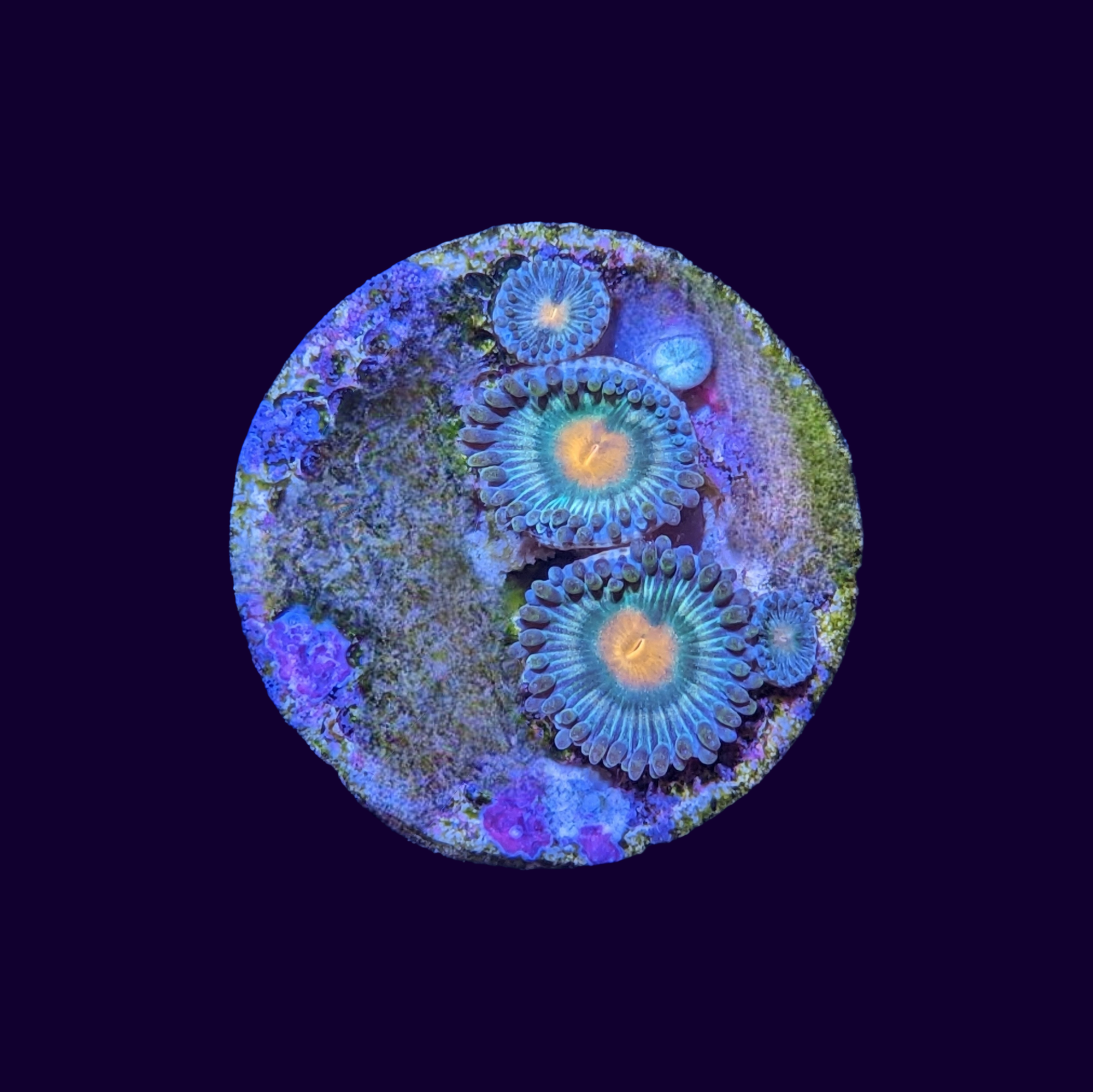 Zoas