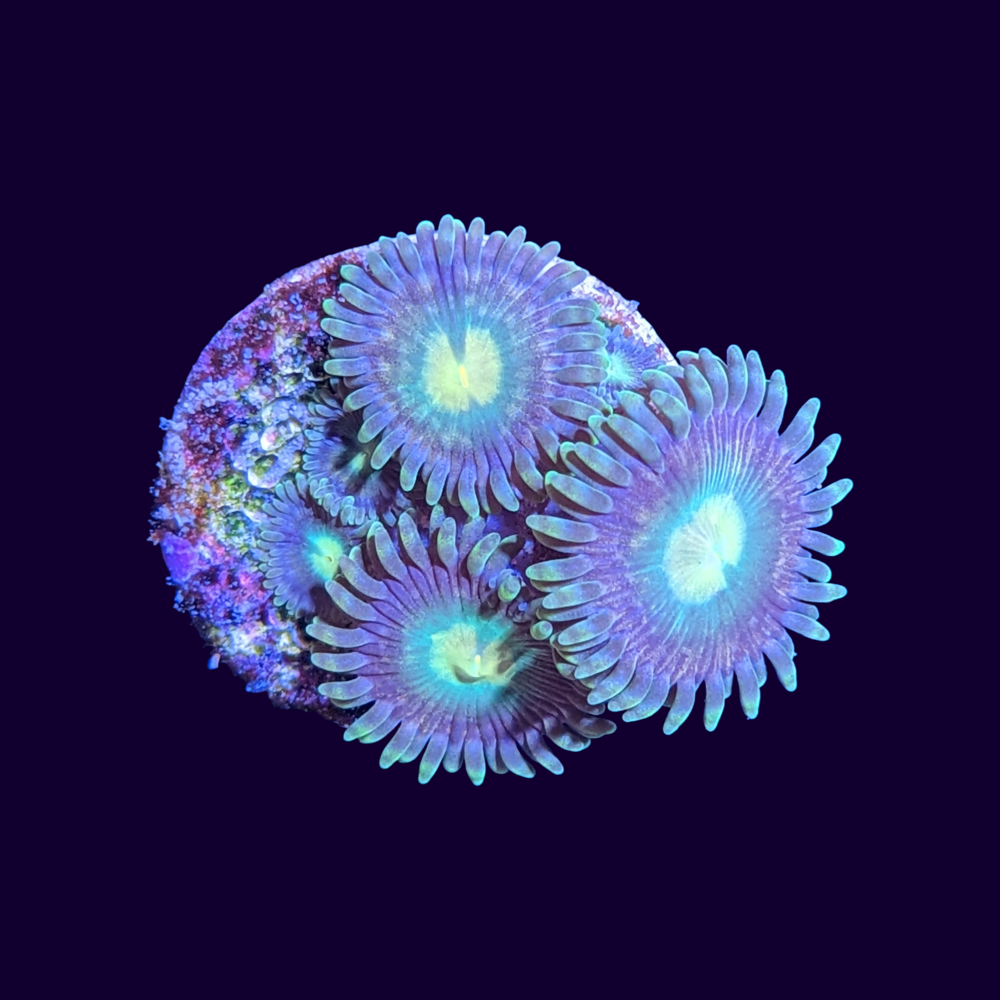 Zoa Frag