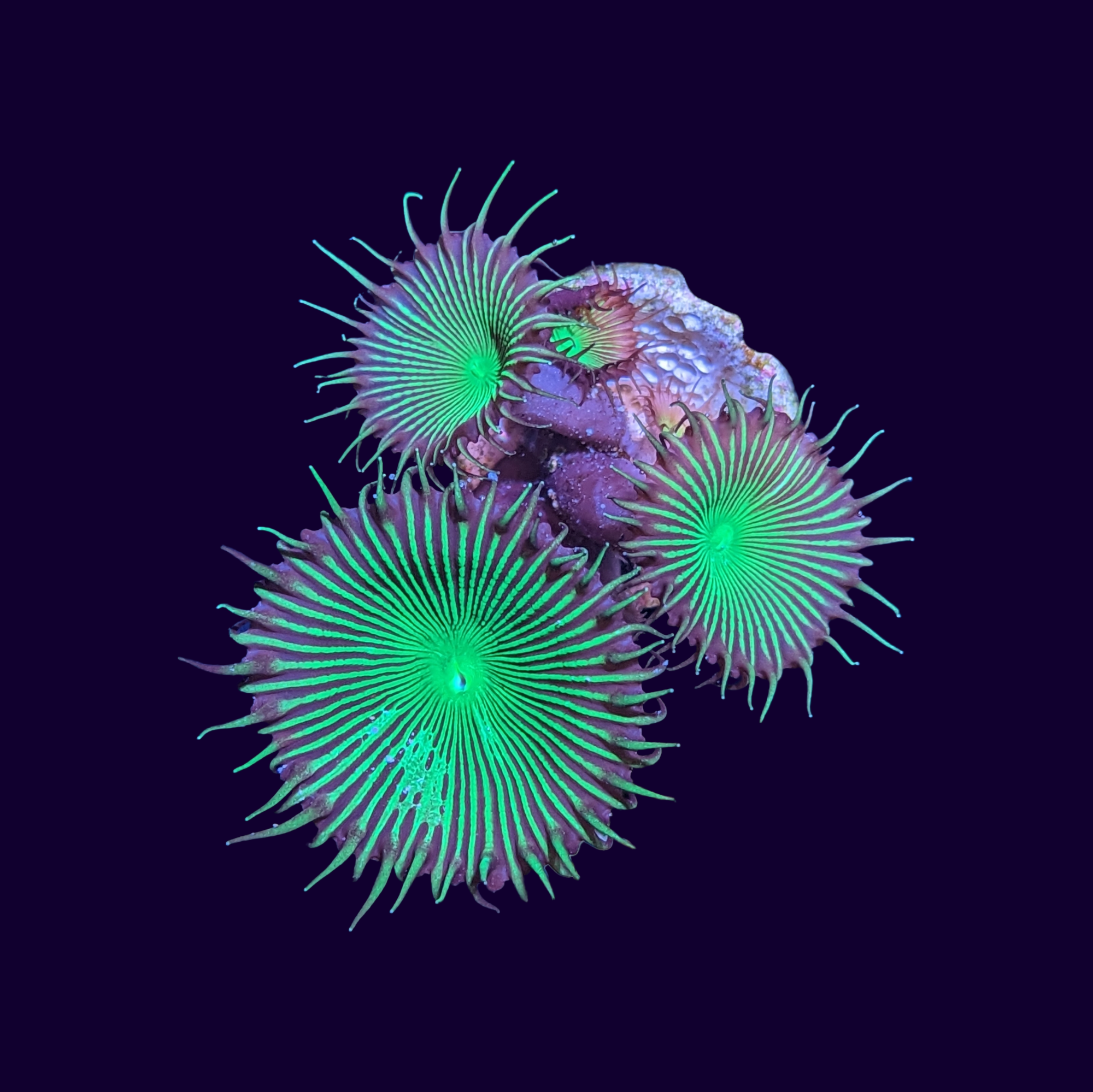 Green Paly Zoa Frag