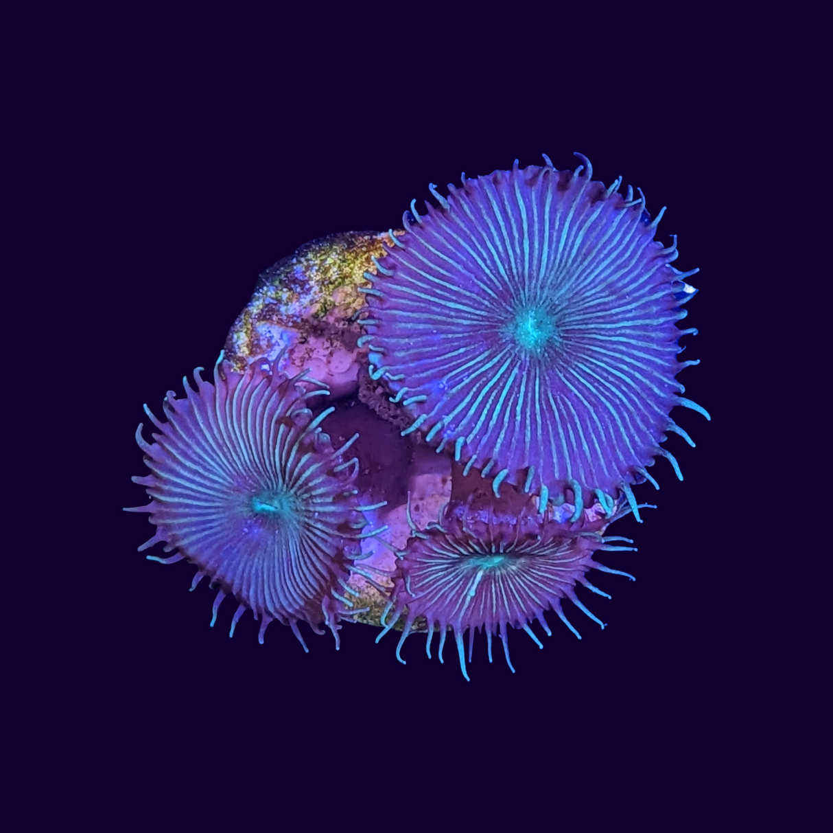 Green Paly Zoa Frag