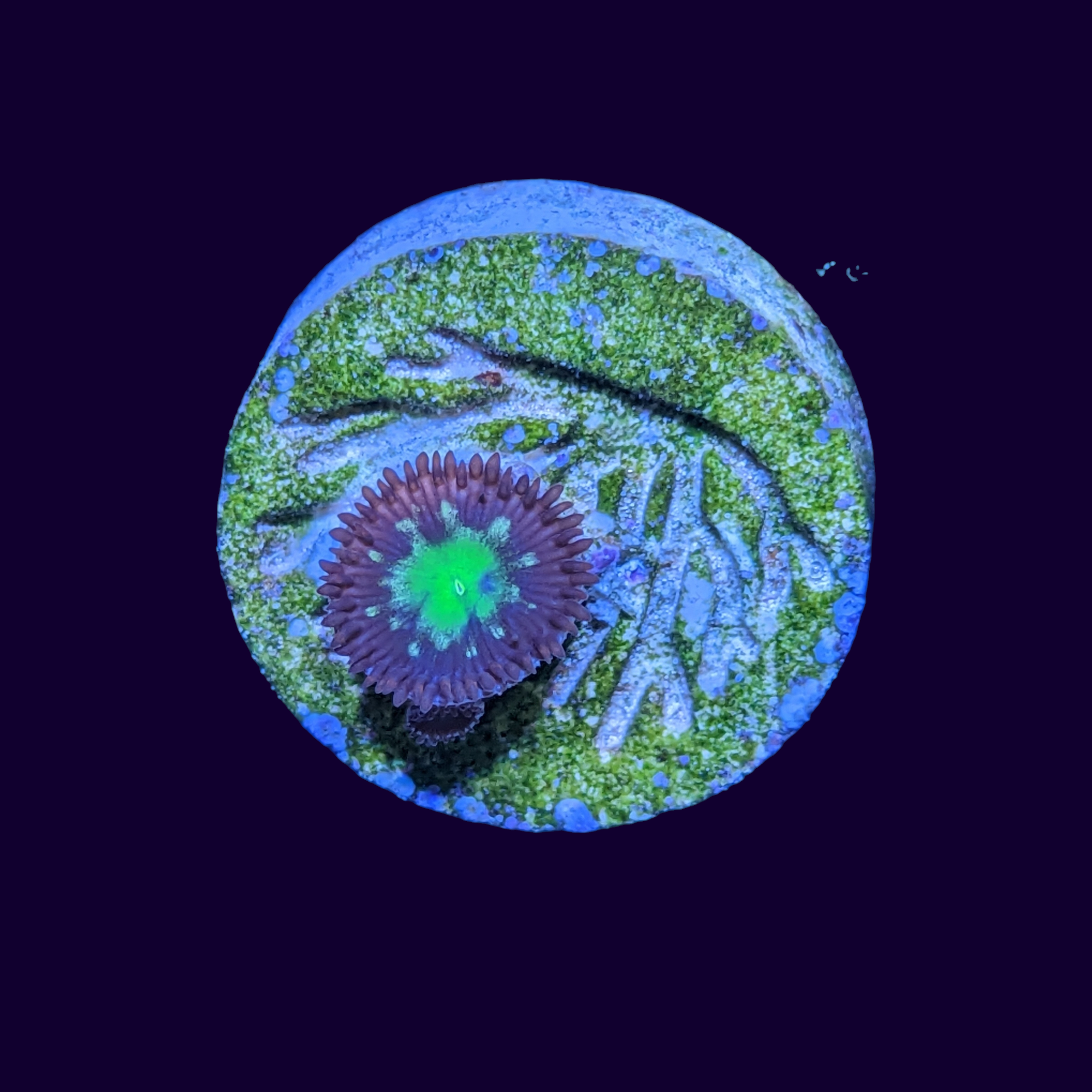 Zoa Frag