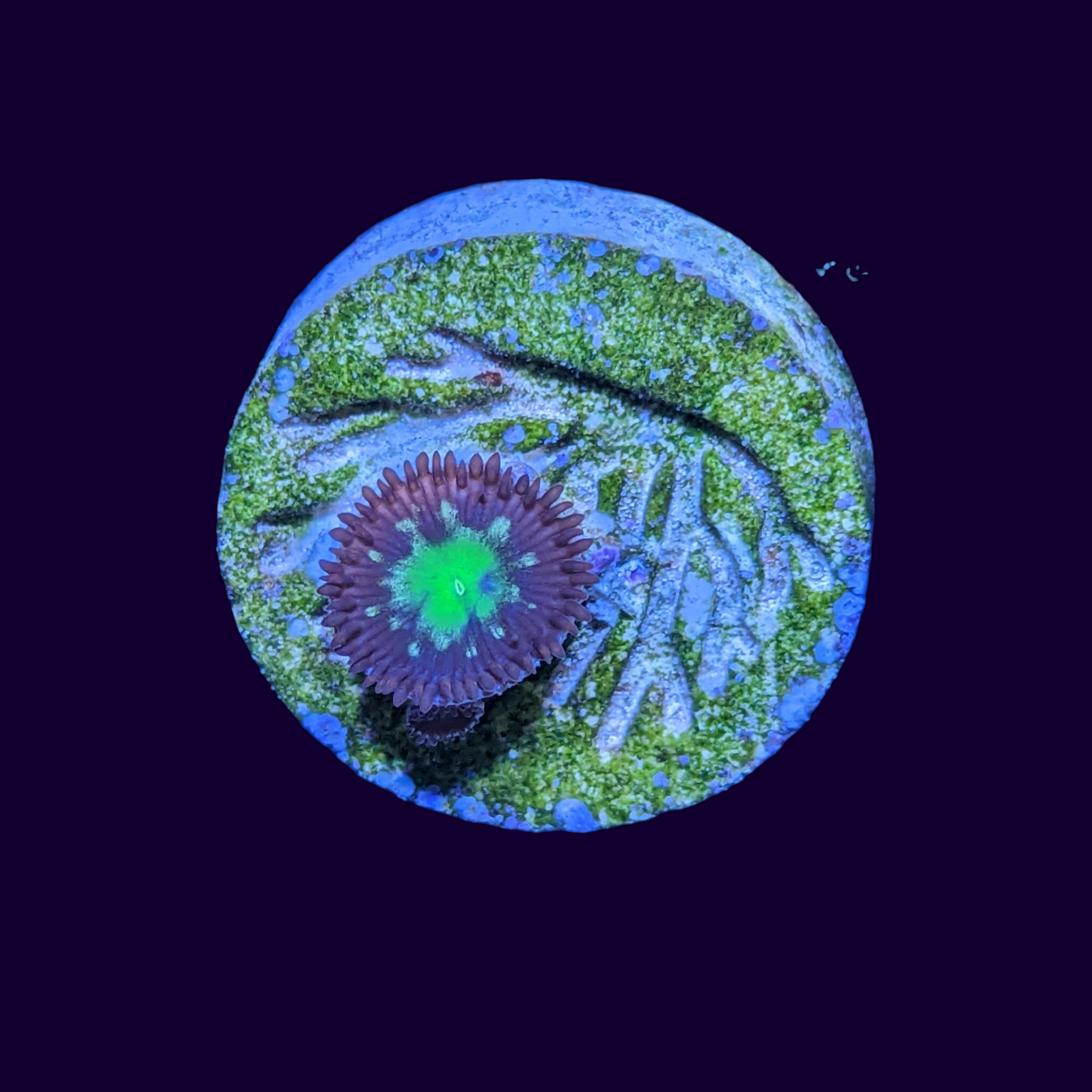 Zoa Frag