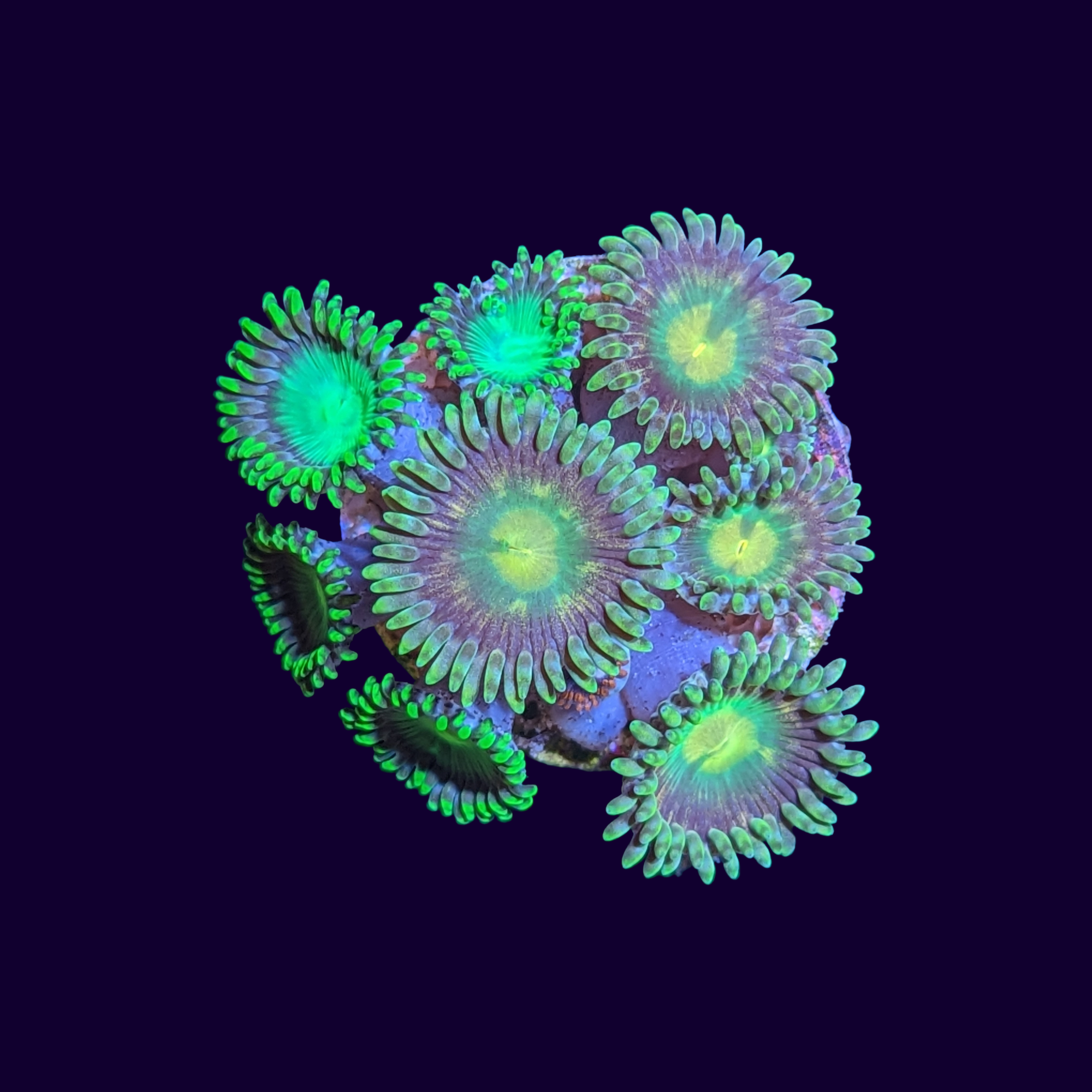 Radioactive Dragons Eye Mix Zoa Frag