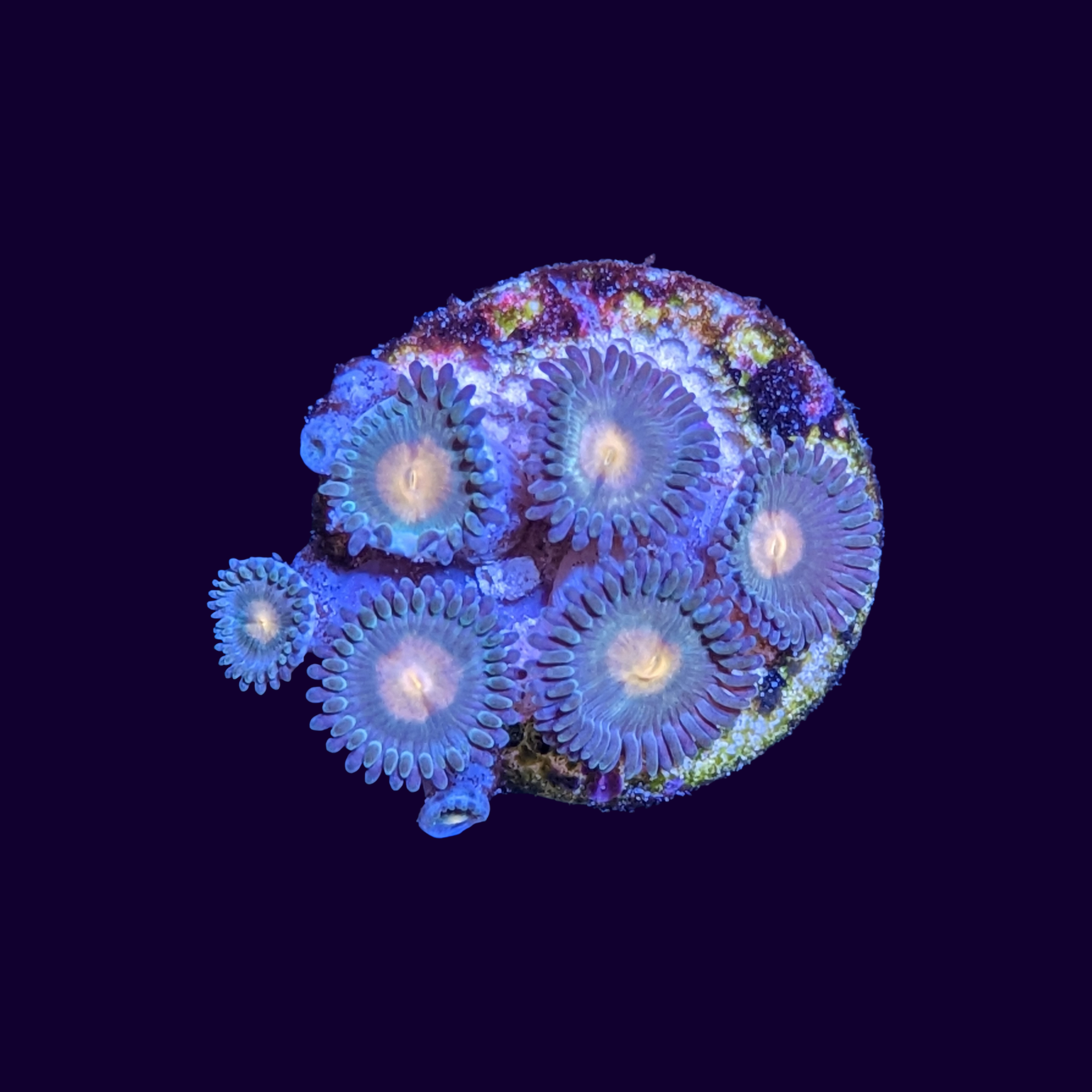 Zoa Frag