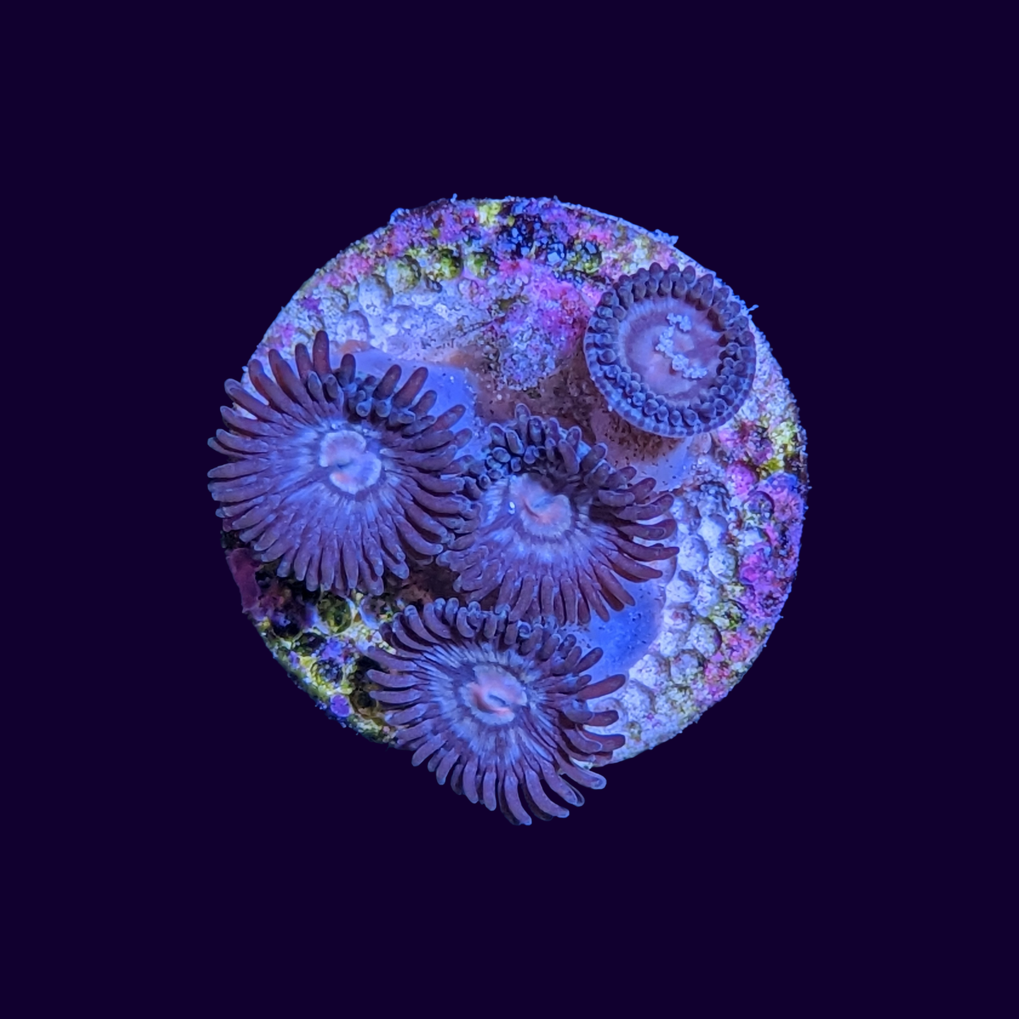 Zoa Frag