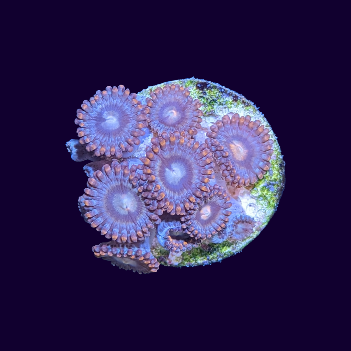 Alpha and Omega Zoa Frag