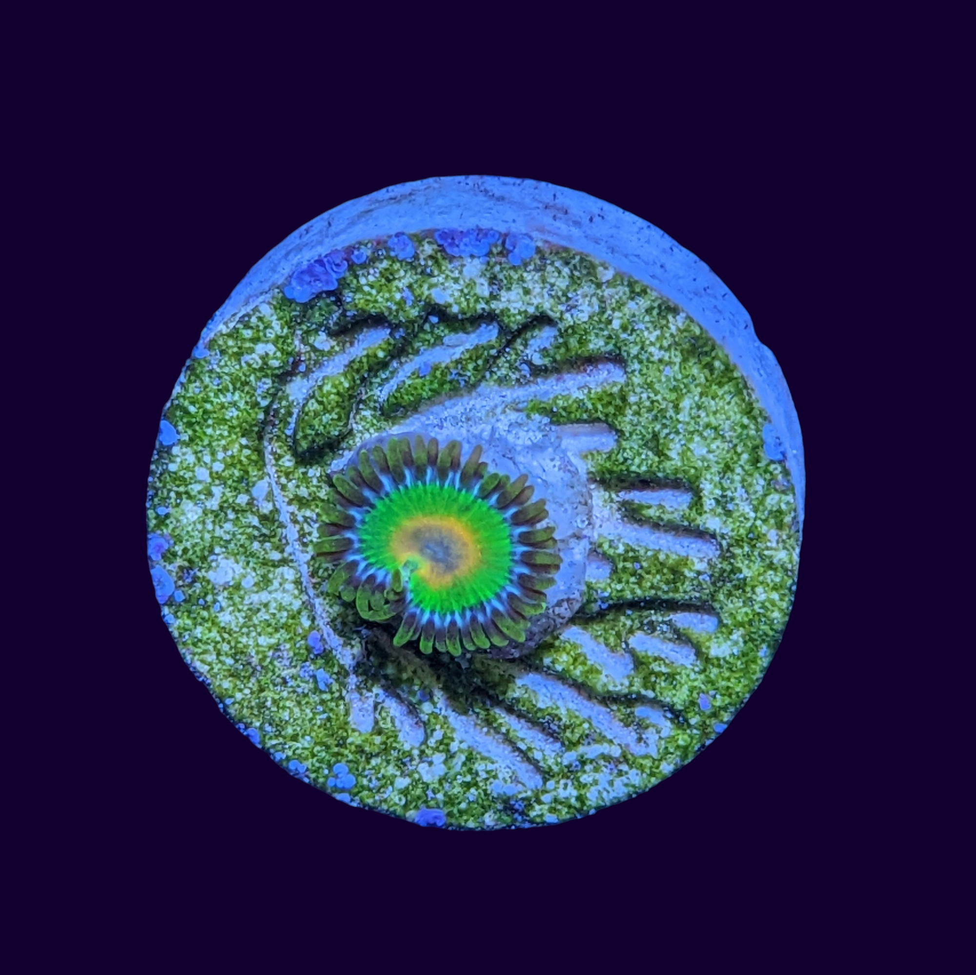 Rasta Zoa Frag