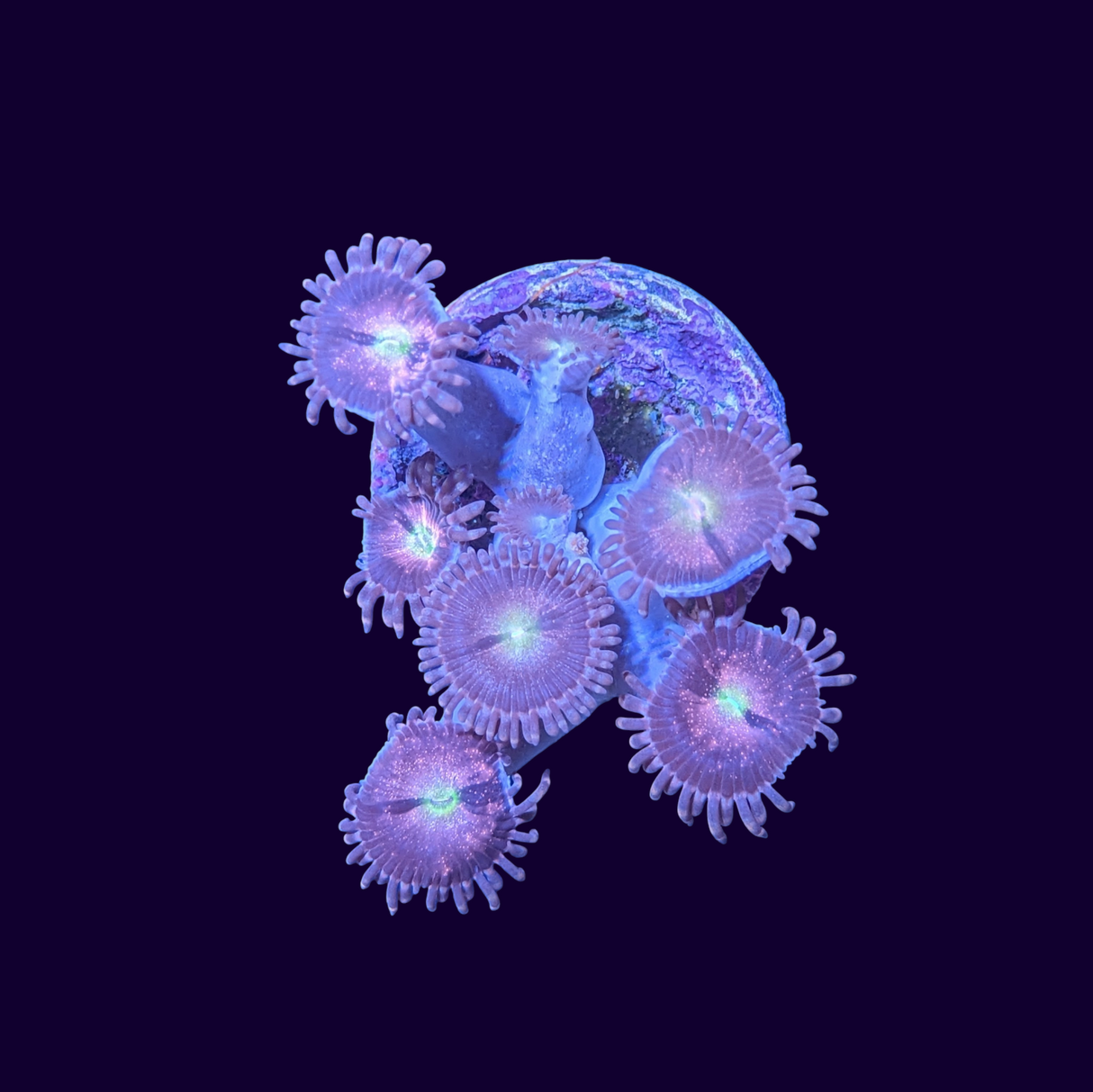 Purple Bee Zoa Frag