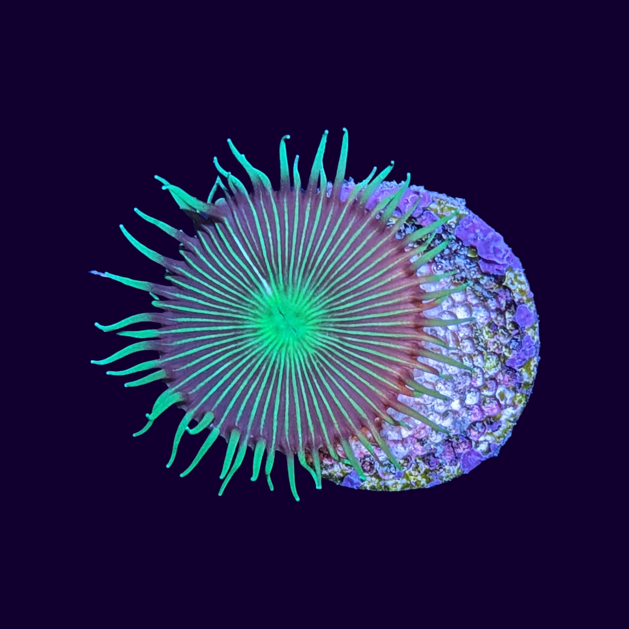 Green Paly Zoa