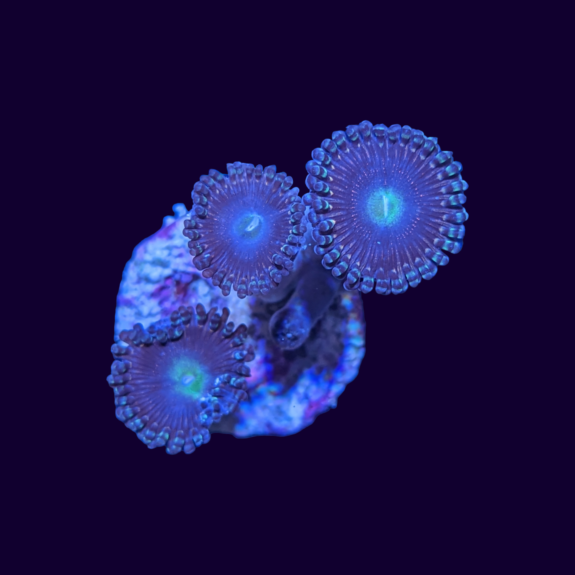 Victoria Secret Zoa Frag