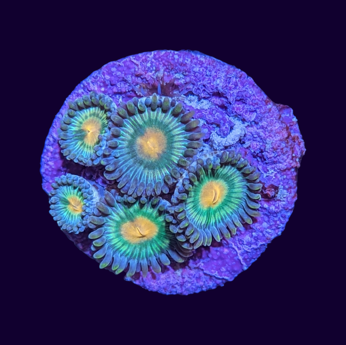 Zoa Frag