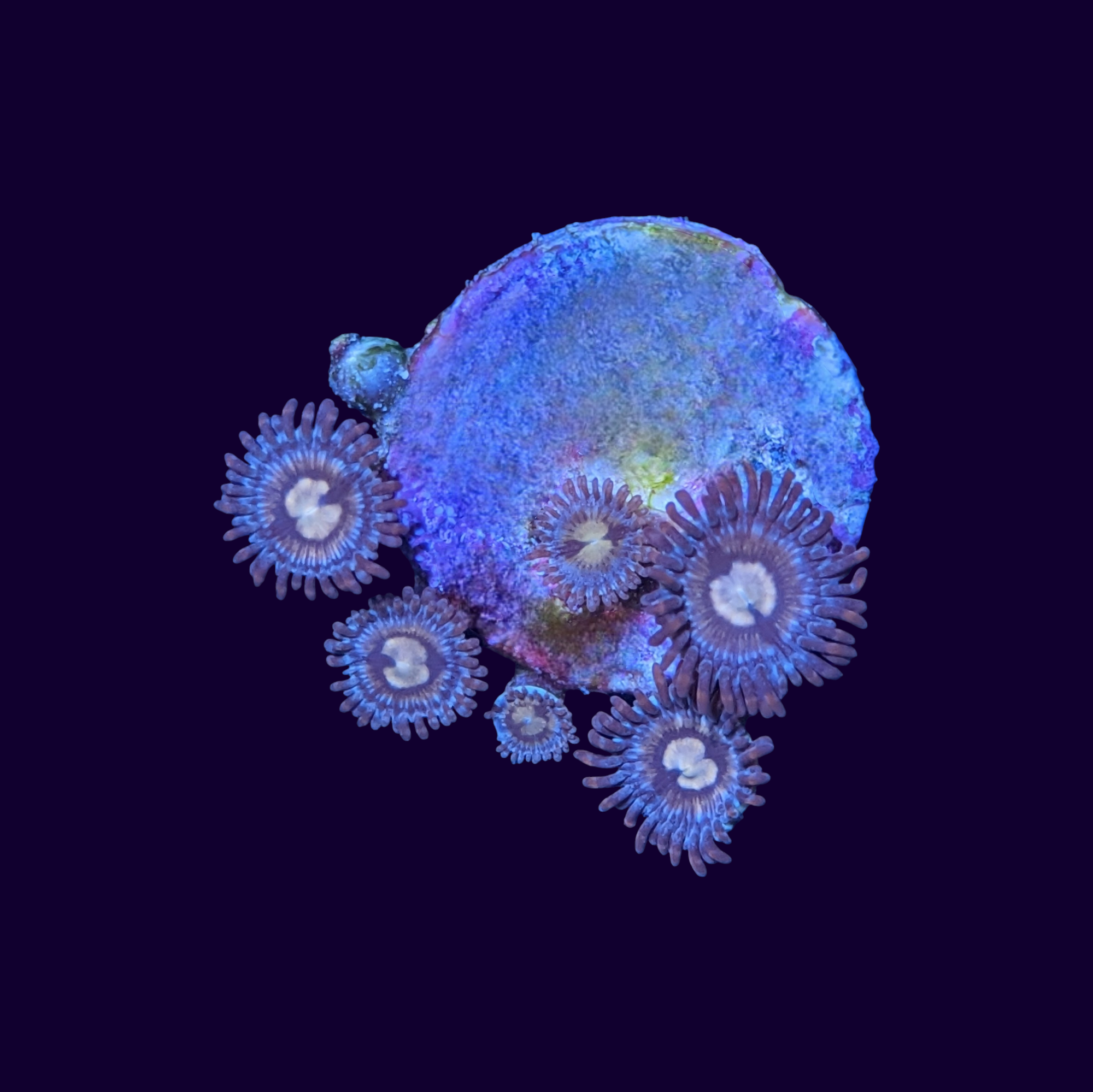 Zoa Frag