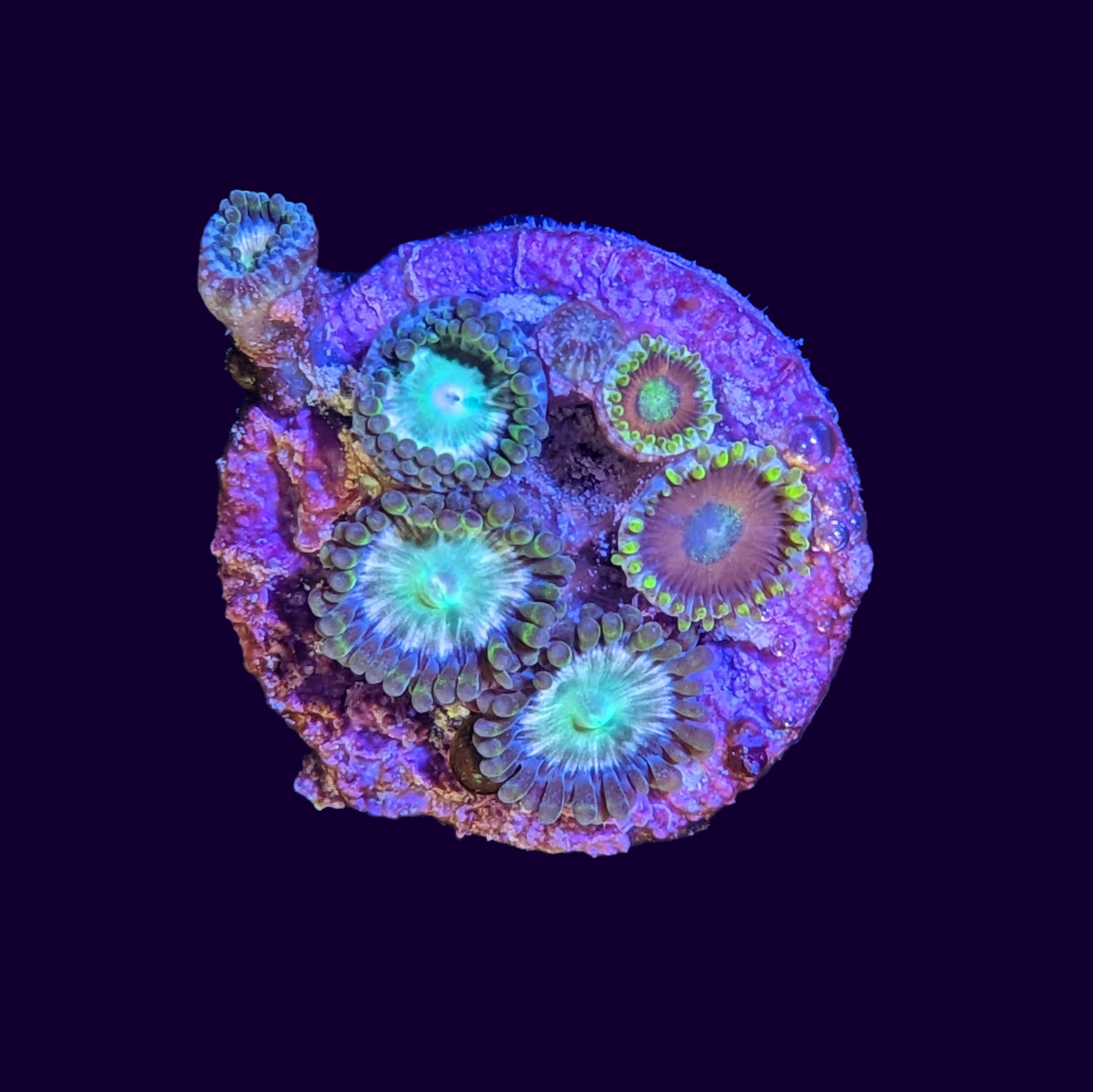 Hawaiian Punch and Eagle Eye Mix Zoa Frag