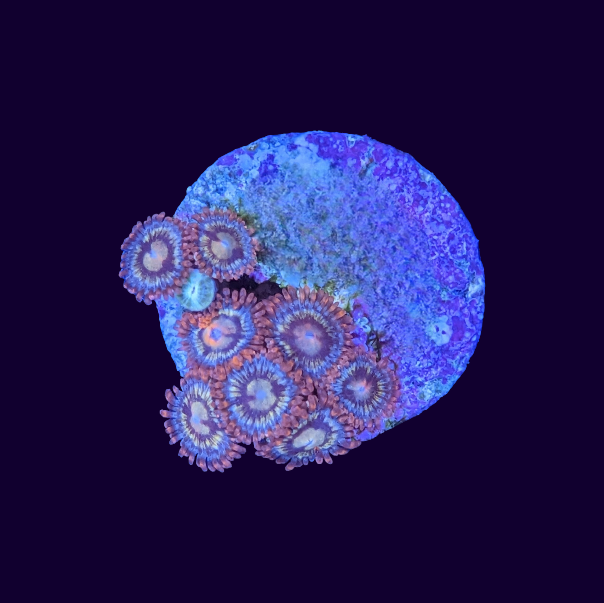 Fire and Ice Zoa Frag