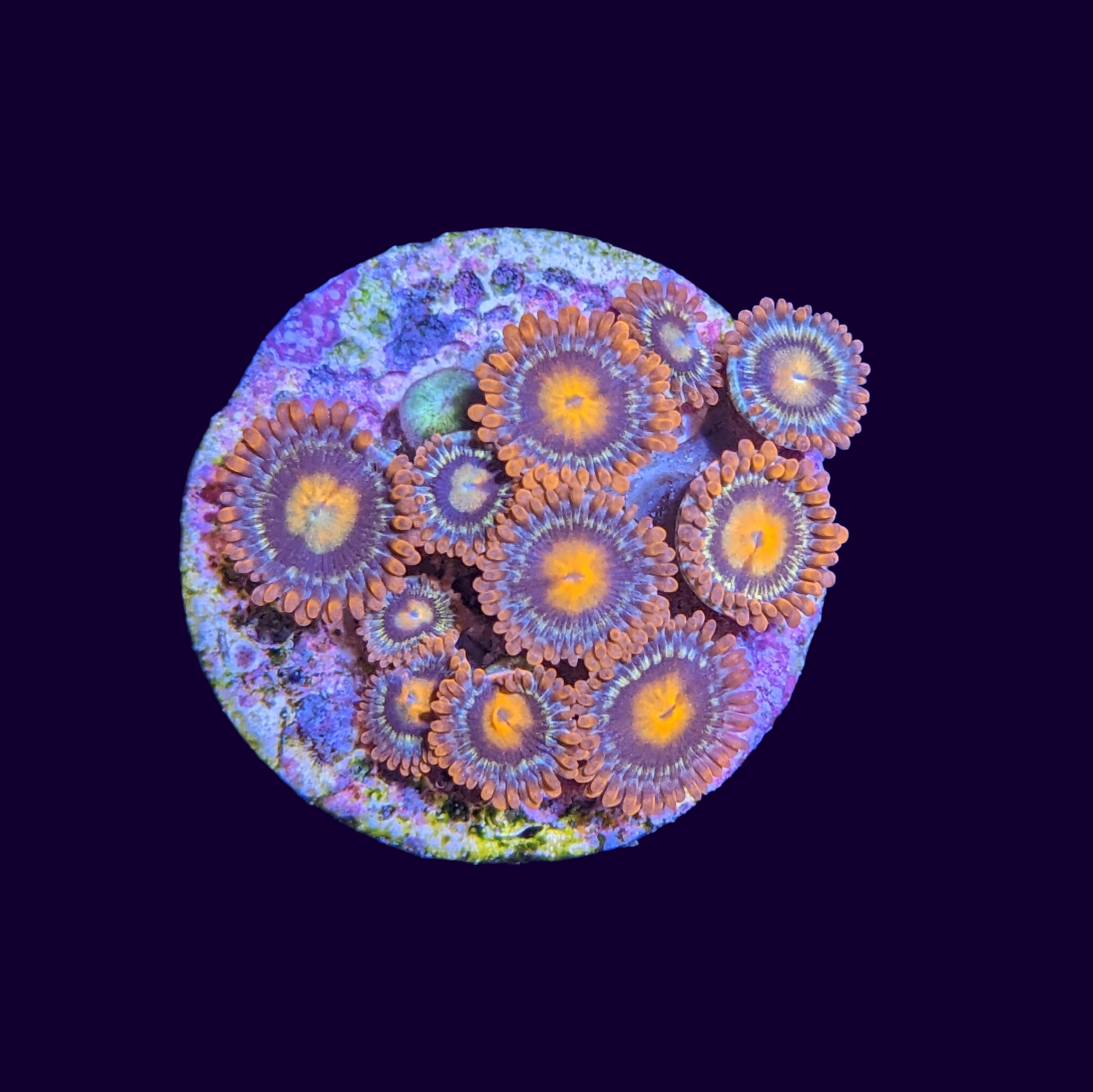 Zoa Frag