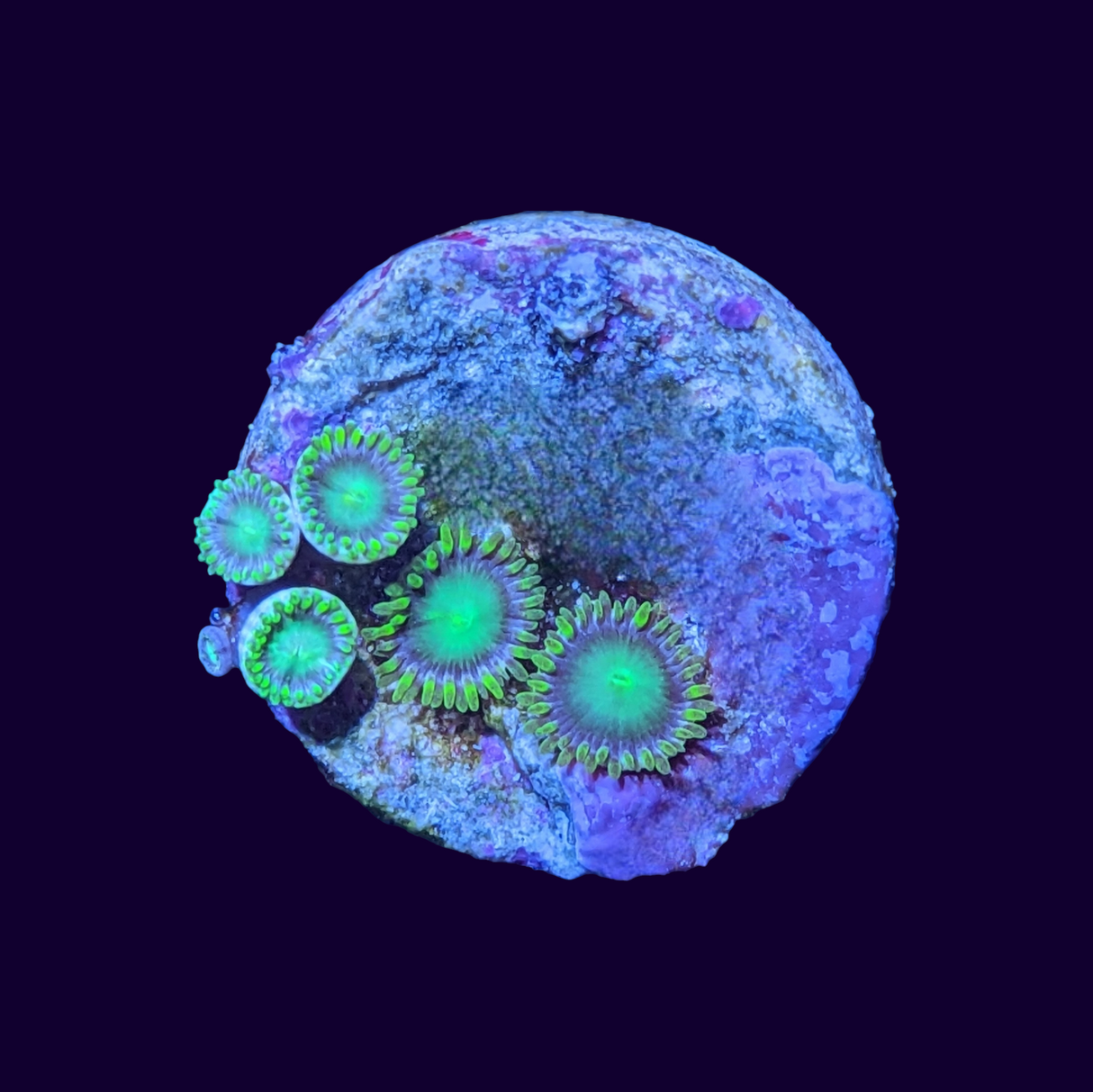 Radioactive Dragons Eye Zoa Frag