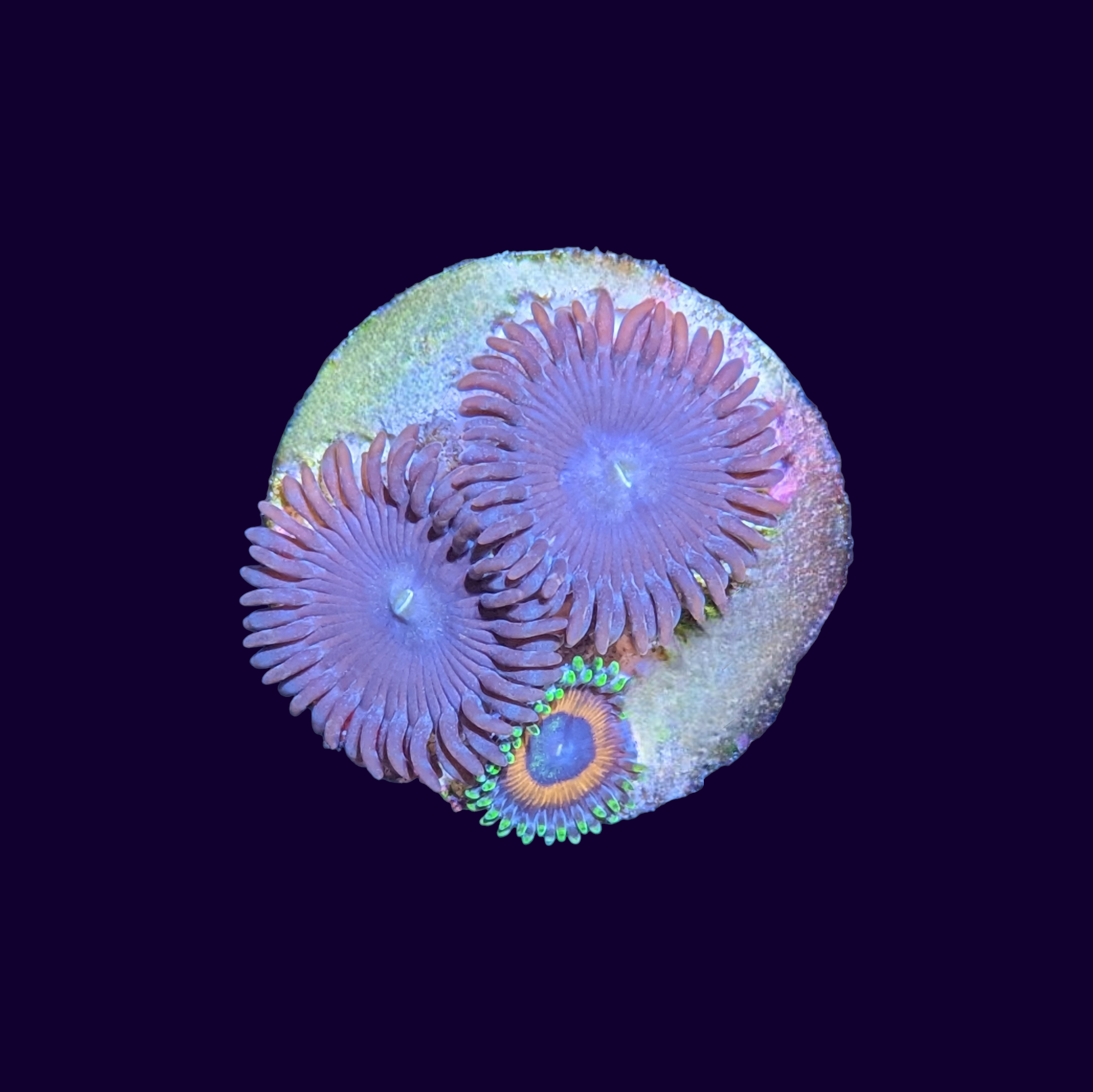 Purple People Eater and Eagle Eye Mix Zoa