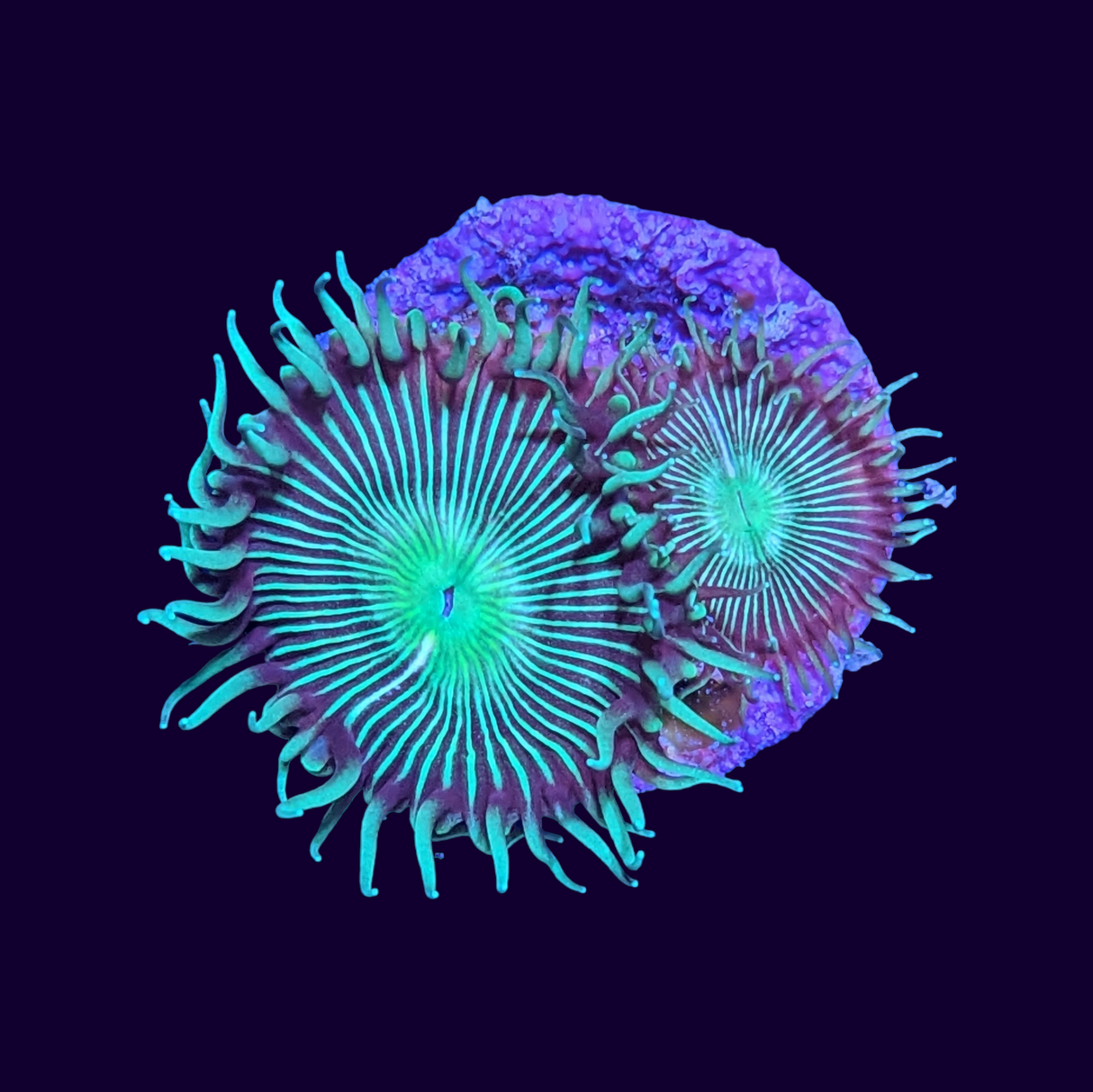 Green Paly Zoa Frag