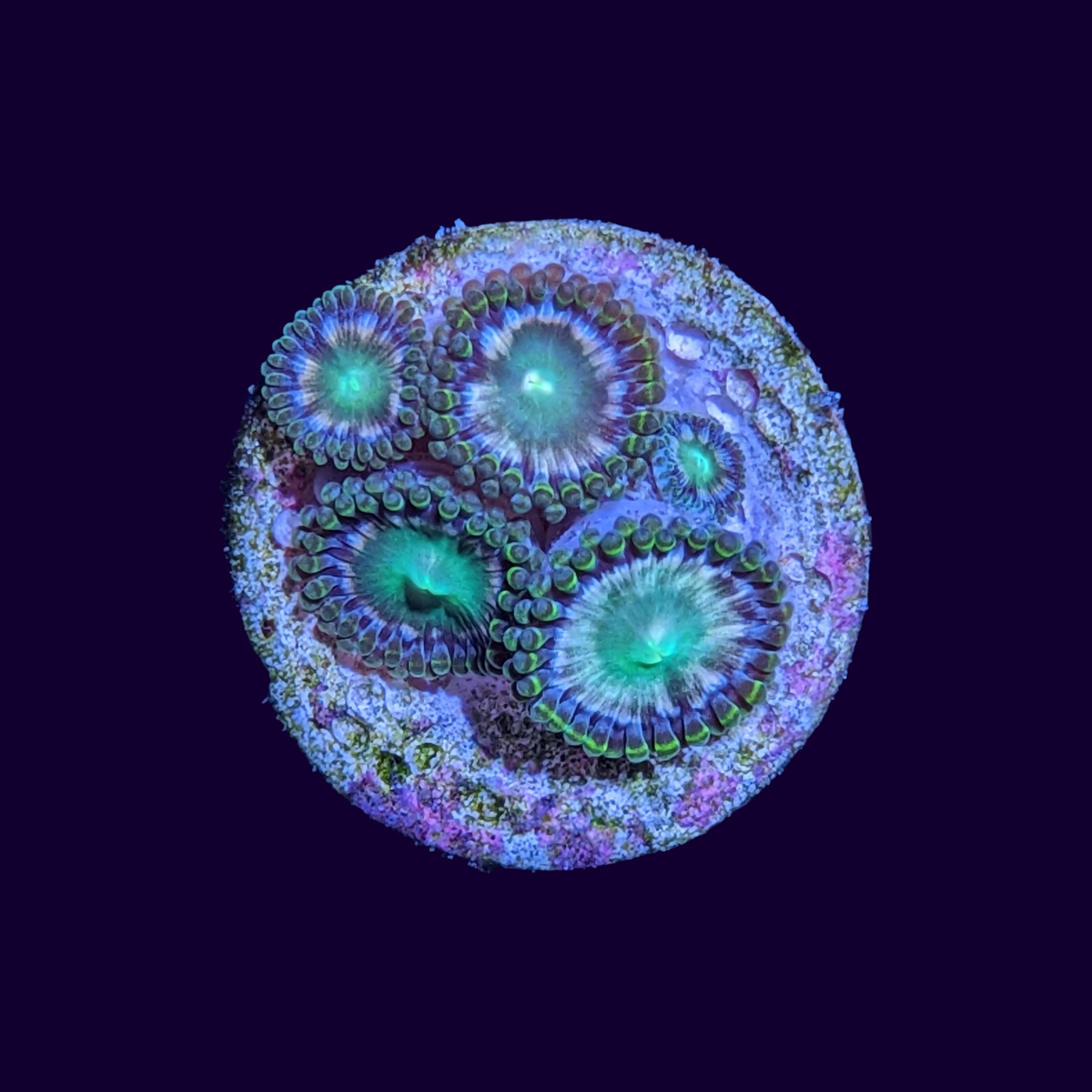 Hawaiian Punch Zoa Frag