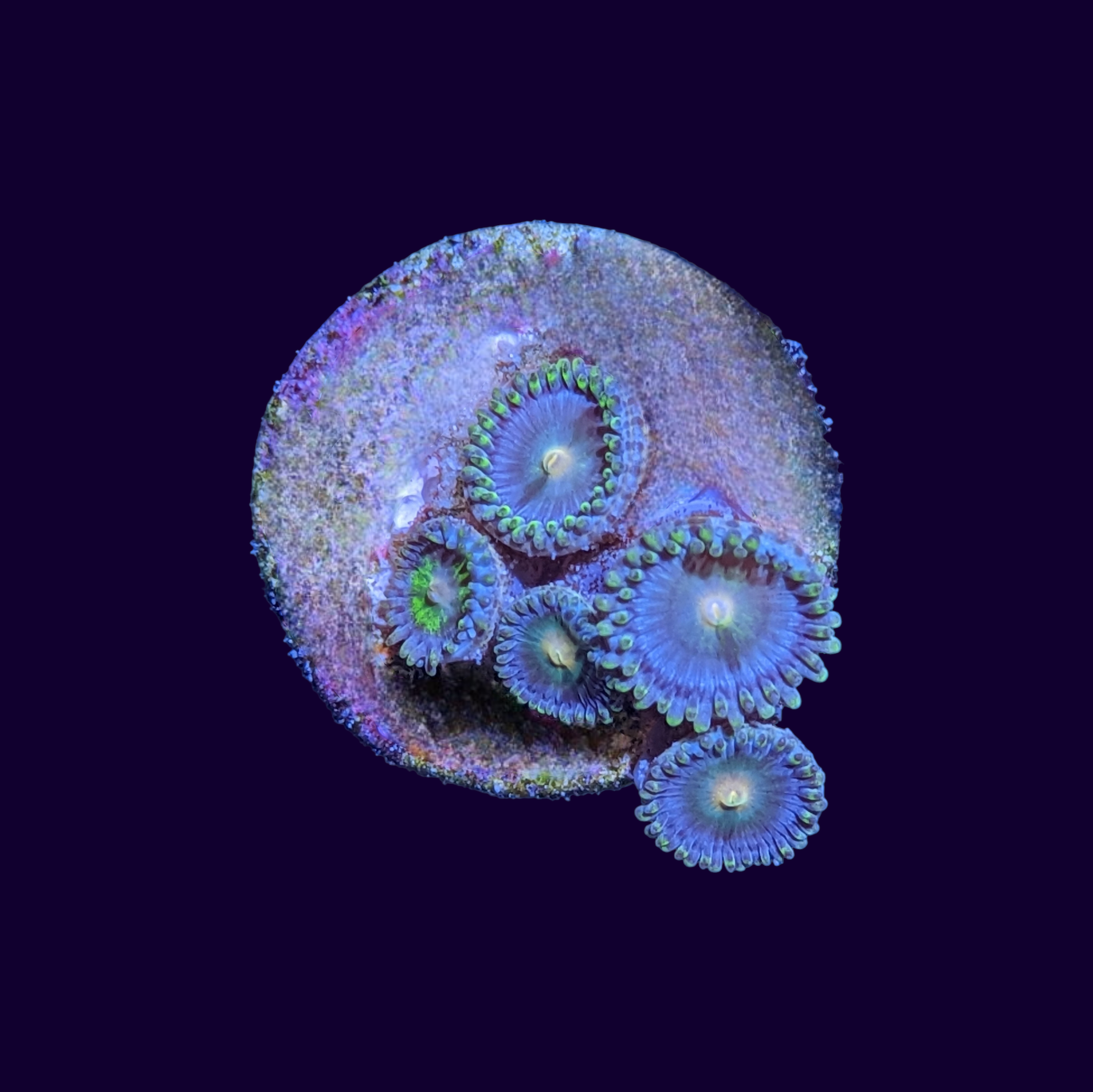 Zoa Frag