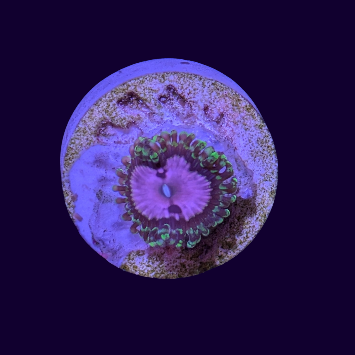 Pink Diamond Zoa