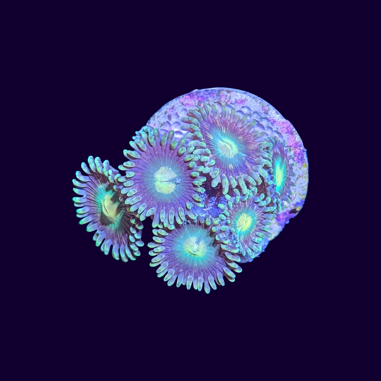 Zoa Frag