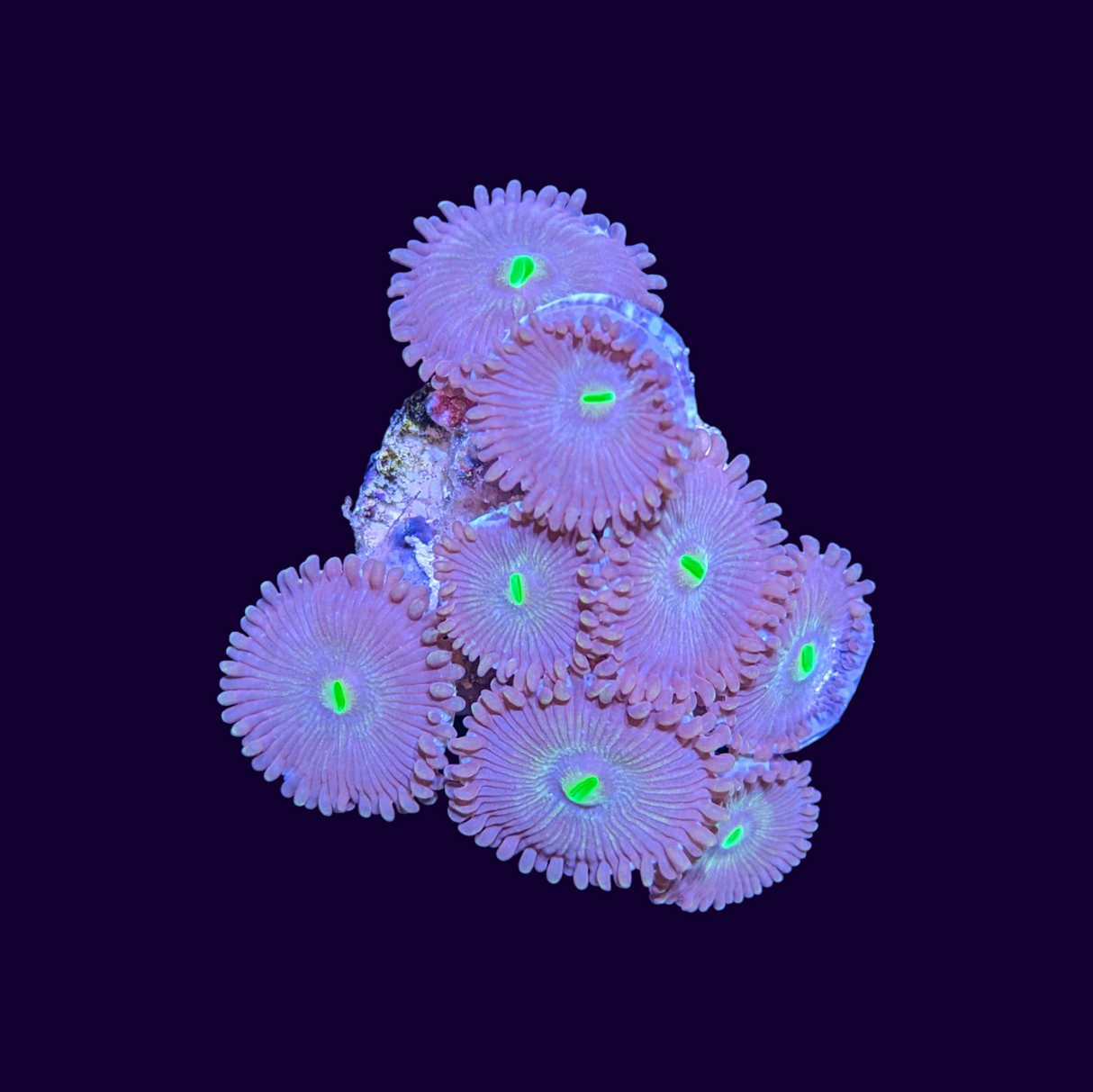 Purple People Eater Zoa