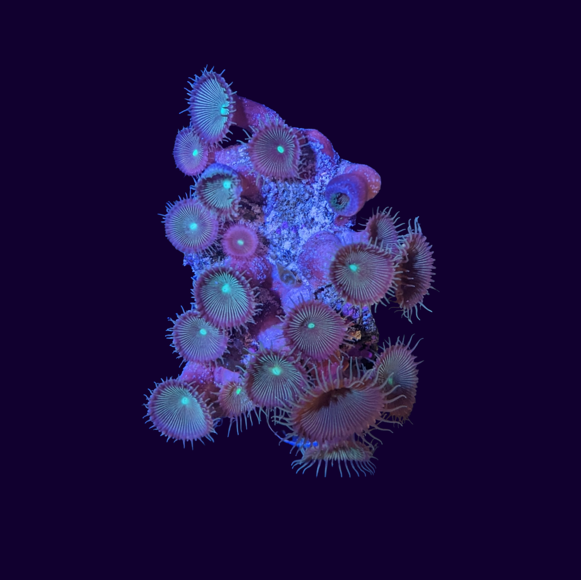 Green Paly Zoa Colony