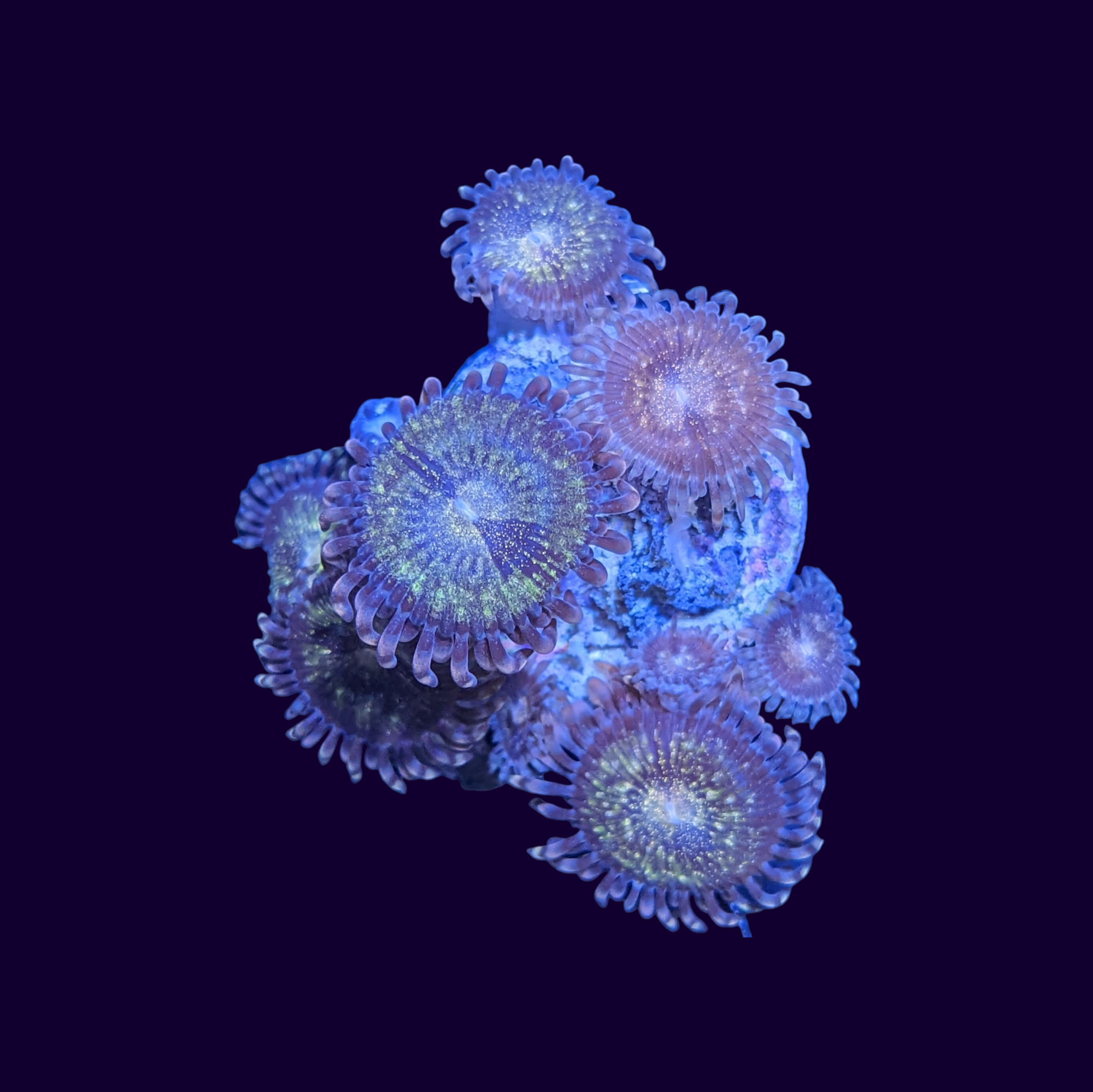 Reverse Space Monster Zoa Frag