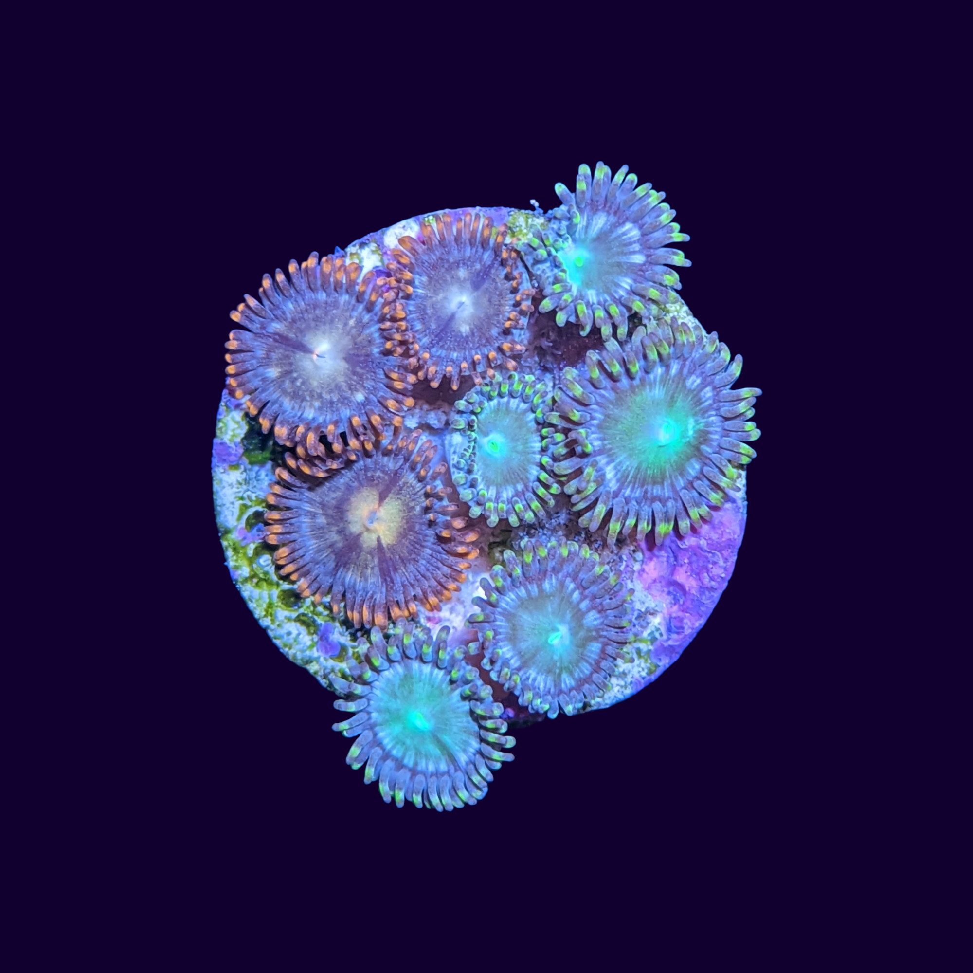 Mix Zoa Frag